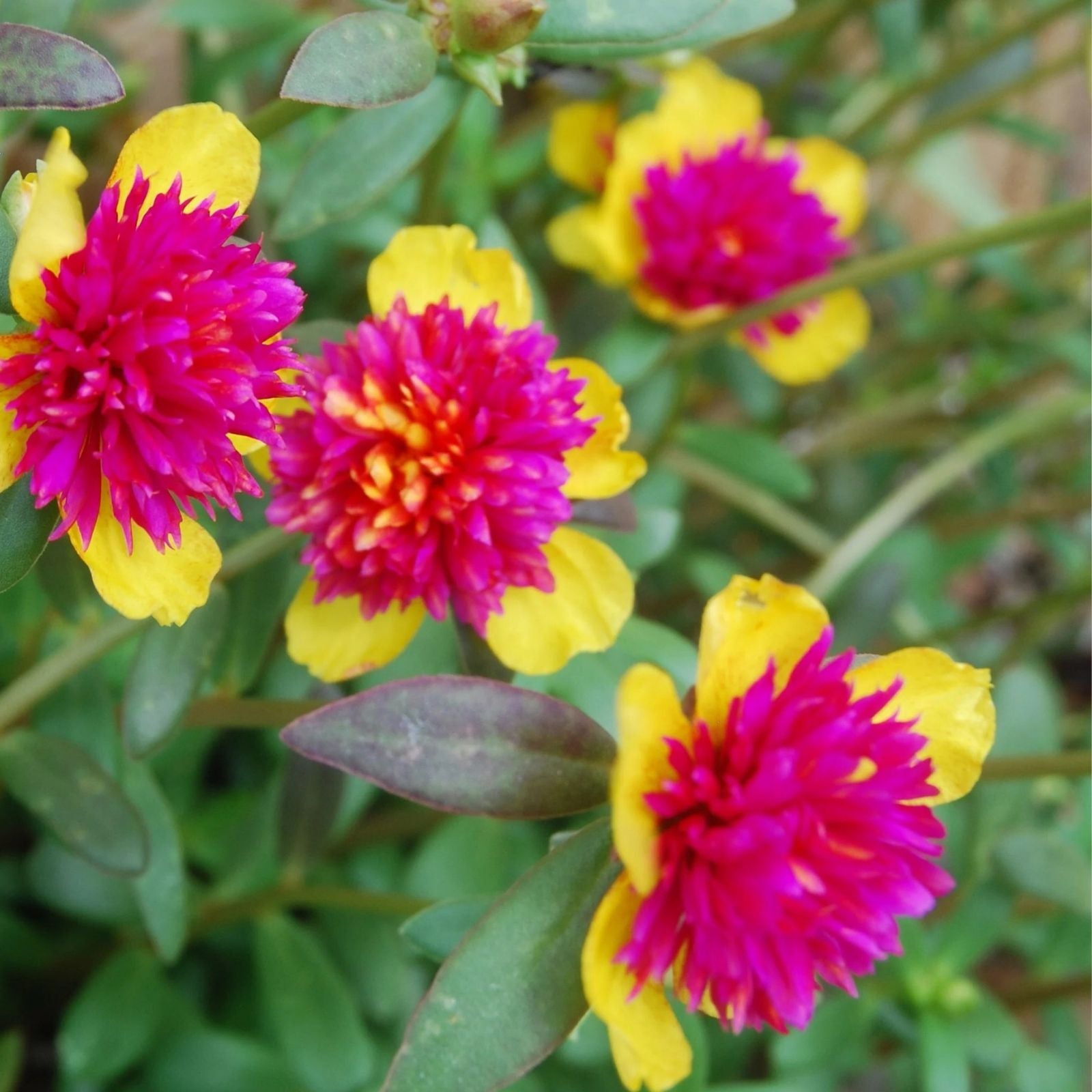 Hot Pink and Yellow Purslane Cuttings – Easy to Grow Succulent Portulaca grandiflora – 6 Live Cuttings – US Seller