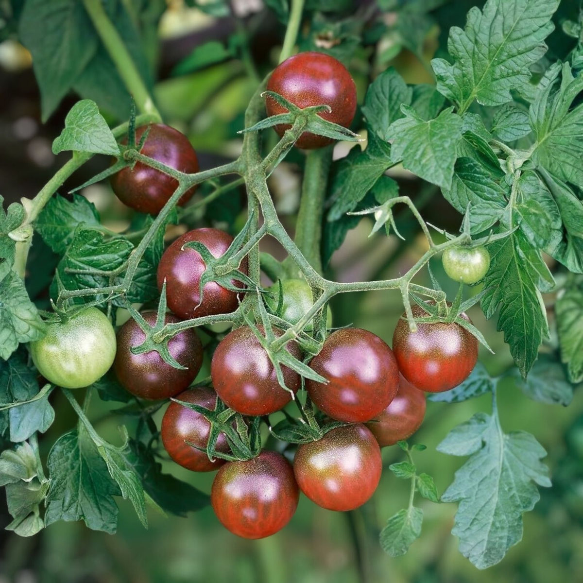 Sweet Cherry Tomato Seeds, Large Heirloom Non-GMO, 500+ Count, Solanum lycopersicum, Organic Vegetable Seeds