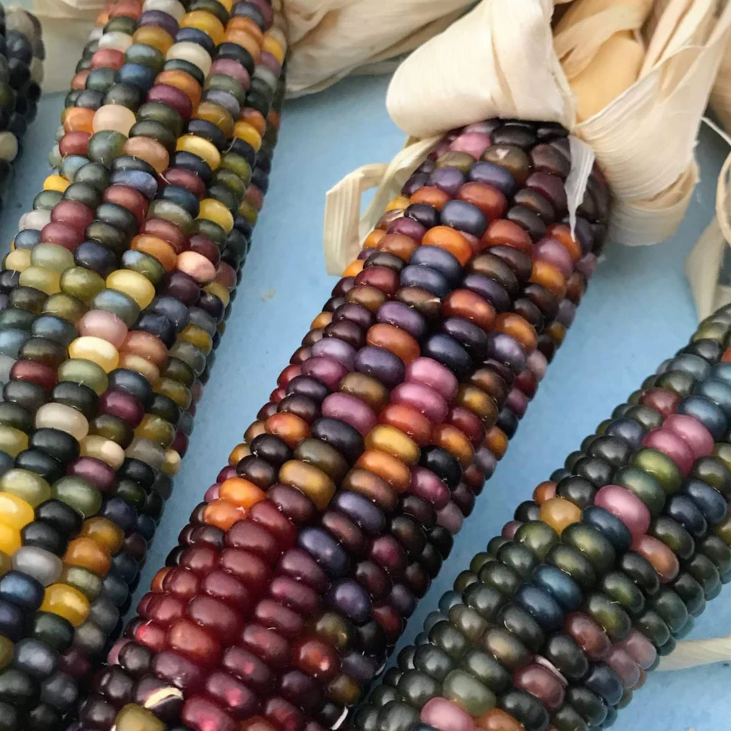 Exotic Maize Mix Seeds 30 Count – Blue, Red, White, Yellow Varieties – Zea mays Garden Seeds for Planting