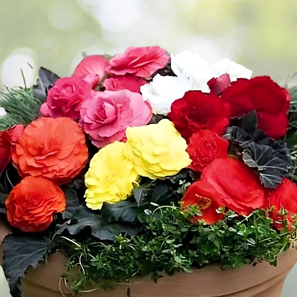 Begonia Seeds Silken Charm Non-GMO Flower Seeds 45 or 125 Count Ideal for Gardens and Containers Begonia spp.