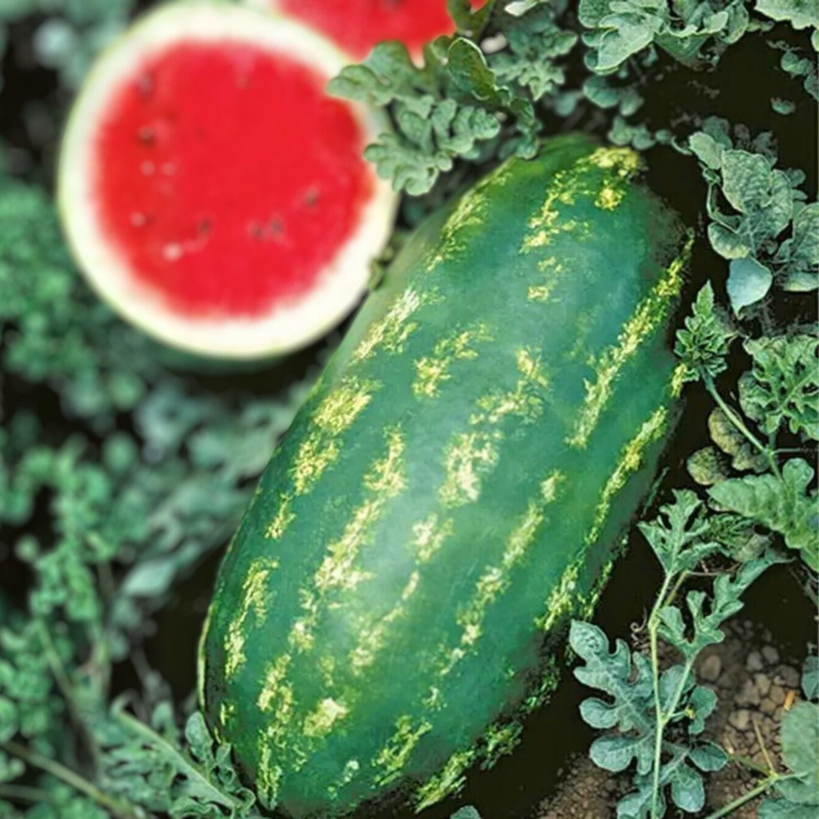 Stargazer Watermelon Seeds - 20 Organic Non-GMO Heirloom Seeds - USA Grown