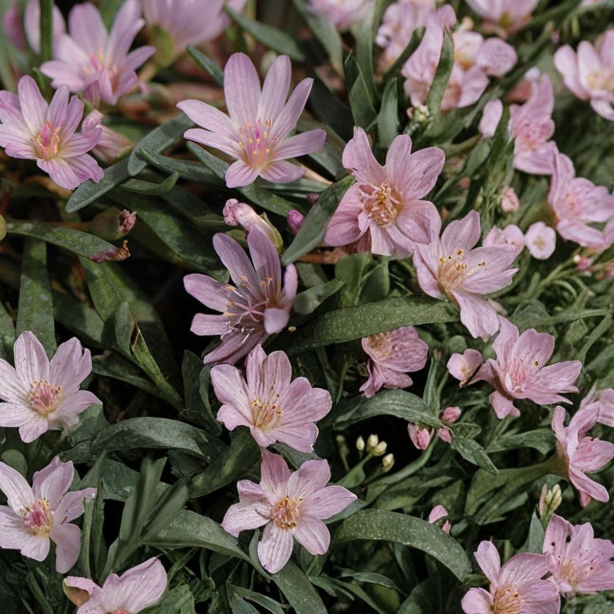 Lewisia Seeds Non-GMO Warm Orchid Flower Seeds 35 or 100 Count Garden Planting Lewisia spp.