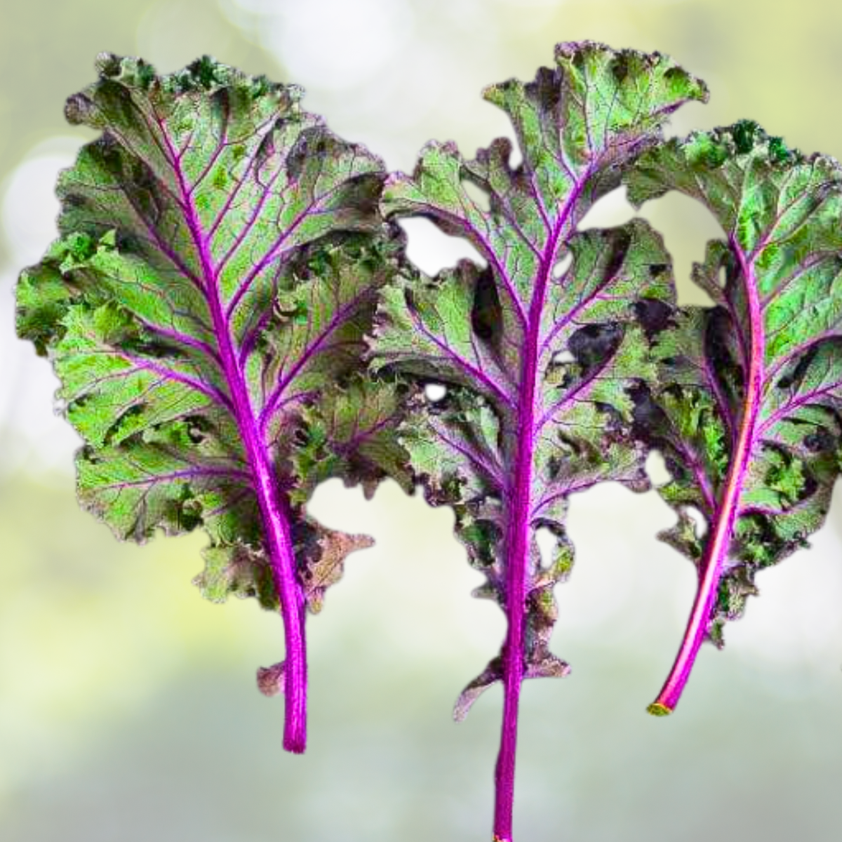Kale Seeds 500 Count Heirloom Red Russian Non-GMO Healthy Foods Brassica oleracea var. sabellica