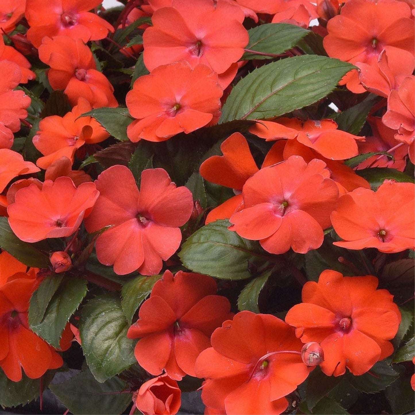 Orange Star Impatiens Seeds – 100 Premium Impatiens walleriana Flowering Seeds for Garden, Patio, Container Planting