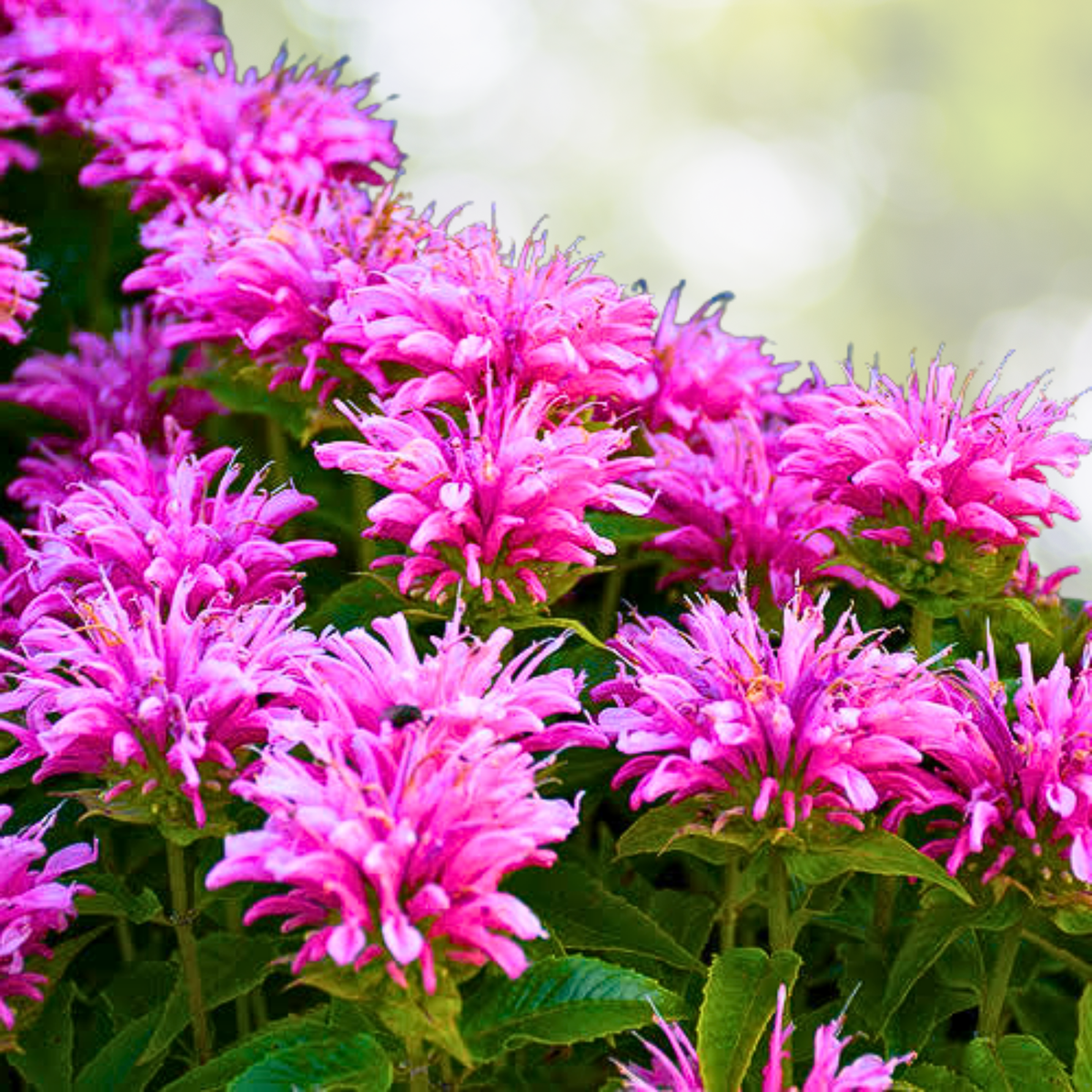 Pink Bee Balm Seeds - 1000 Count - Monarda - Perennial Flower for Pollinators - Zones 4–9