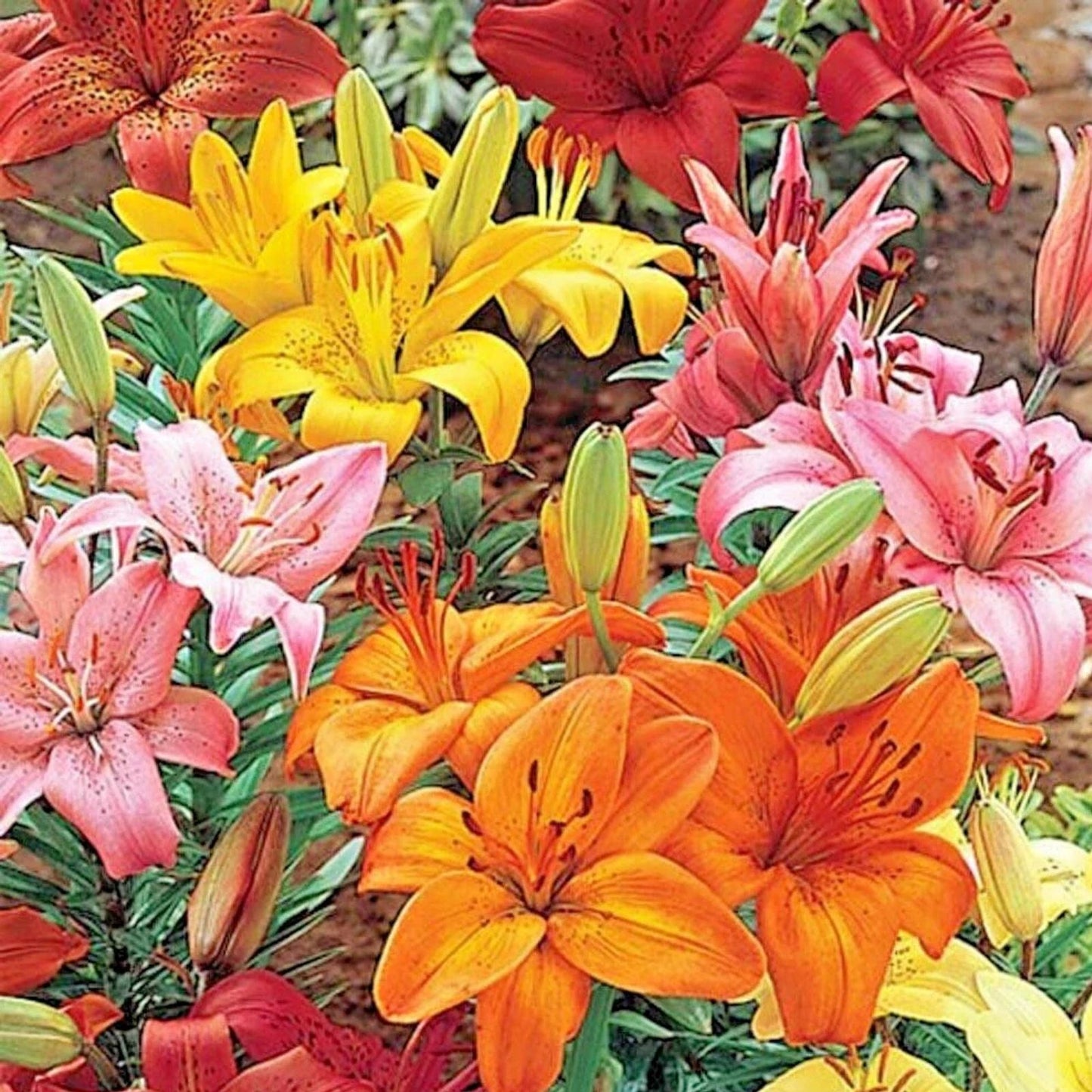 Asiatic Lily Bulbs Mix 14-18cm – Orange, Pink, Red, Yellow – Lilium Asiatic, Oriental, Tiger, Trumpet Flowers