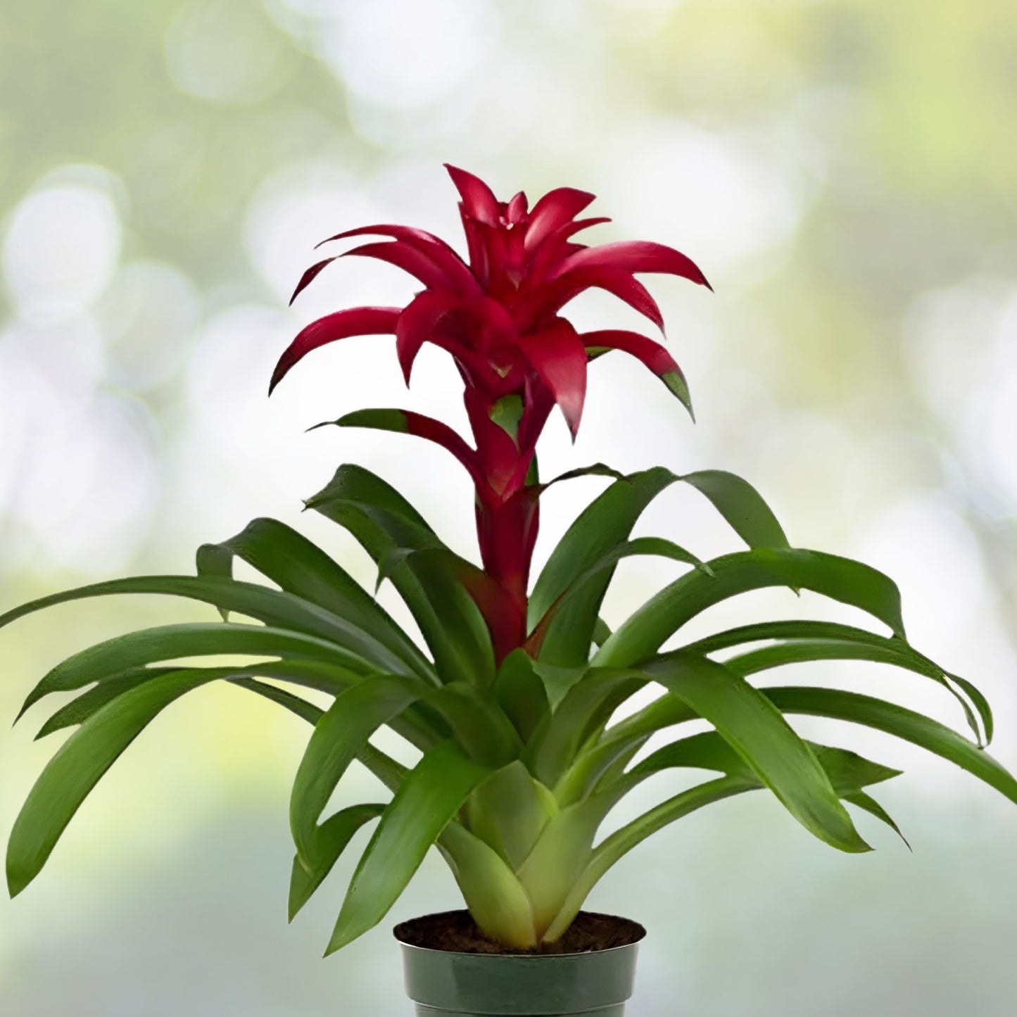 Bromeliad Plant 6" Pot Neoregelia Sibella Lime Green Foliage Purple Center USPP22,560P2