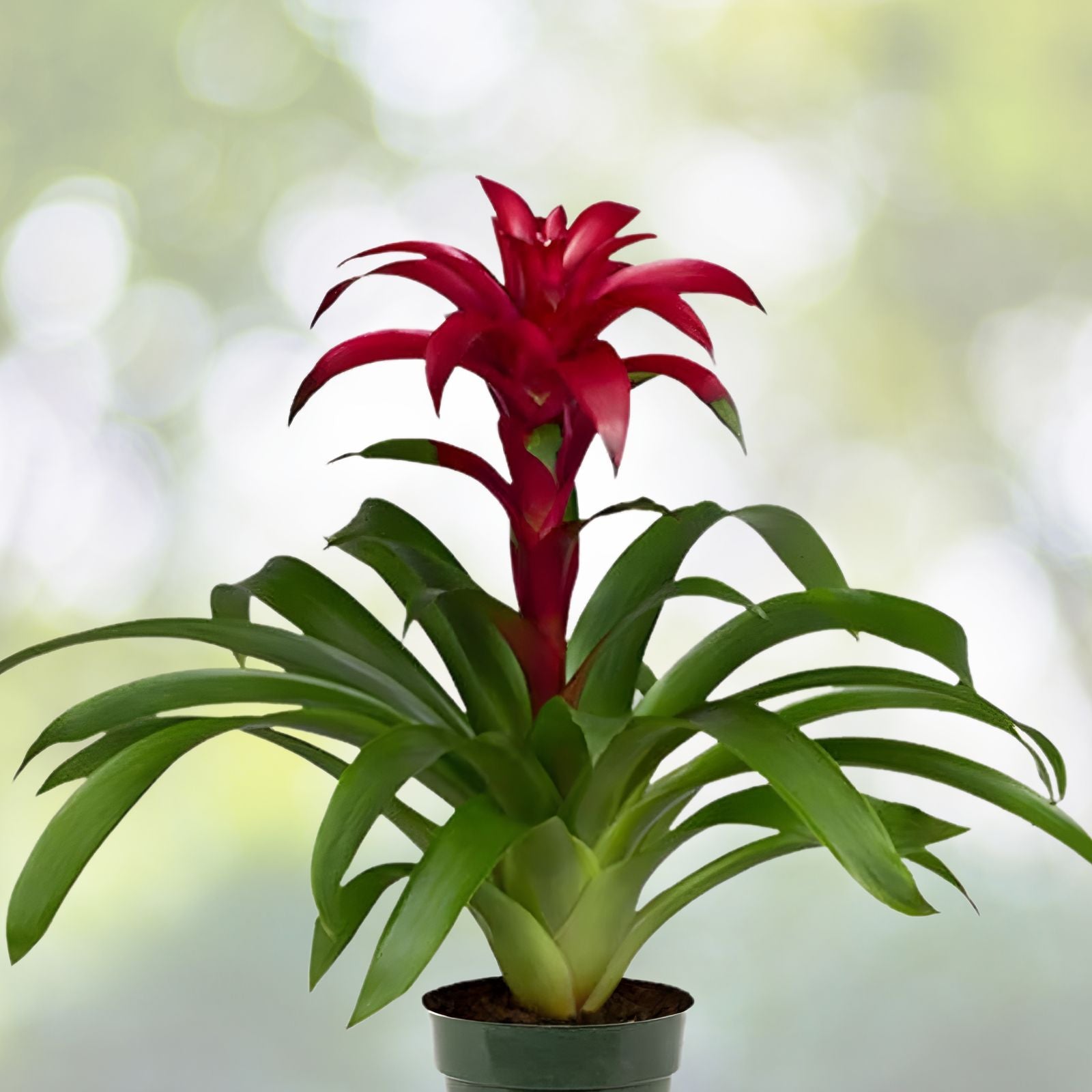 Bromeliad Plant 6" Pot Neoregelia Sibella Lime Green Foliage Purple Center USPP22,560P2