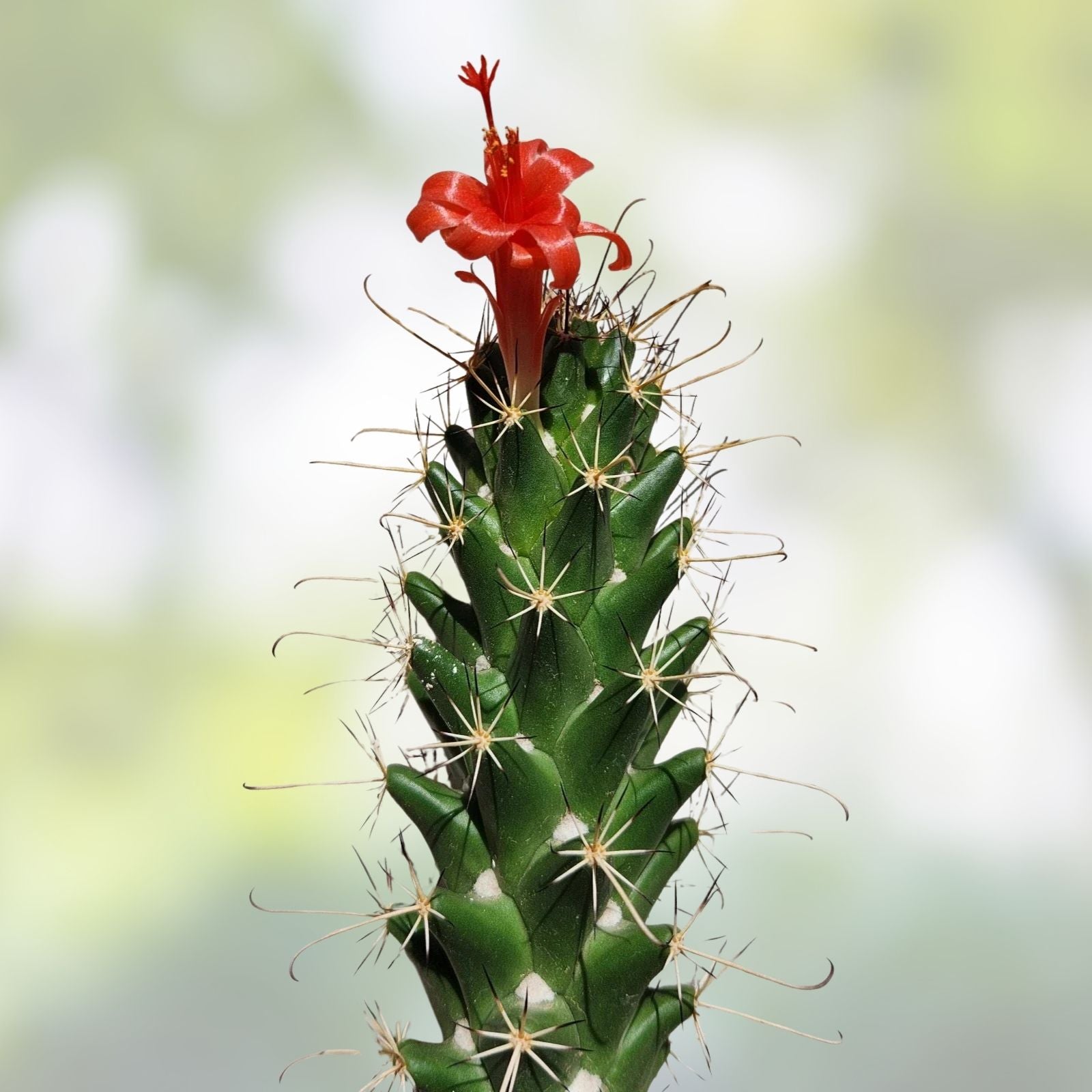 Live Rooted Cactus Plant - Cochemiea poselgeri Succulent for Indoor Outdoor Gardening - Unique Desert Plant