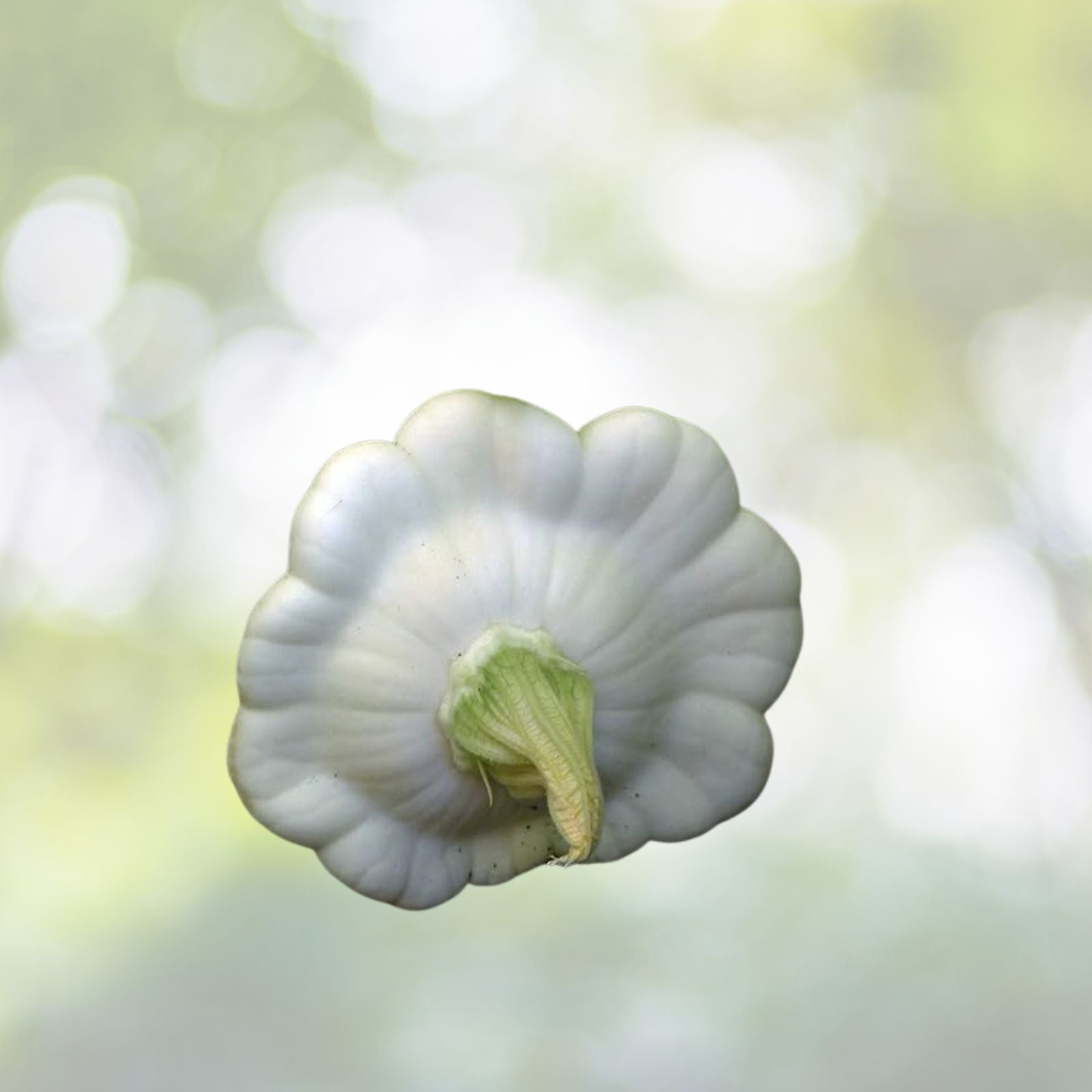 50 Early White Bush Patty Pan Scallop Squash Seeds | Pattypan Vegetable Seeds for Garden Planting