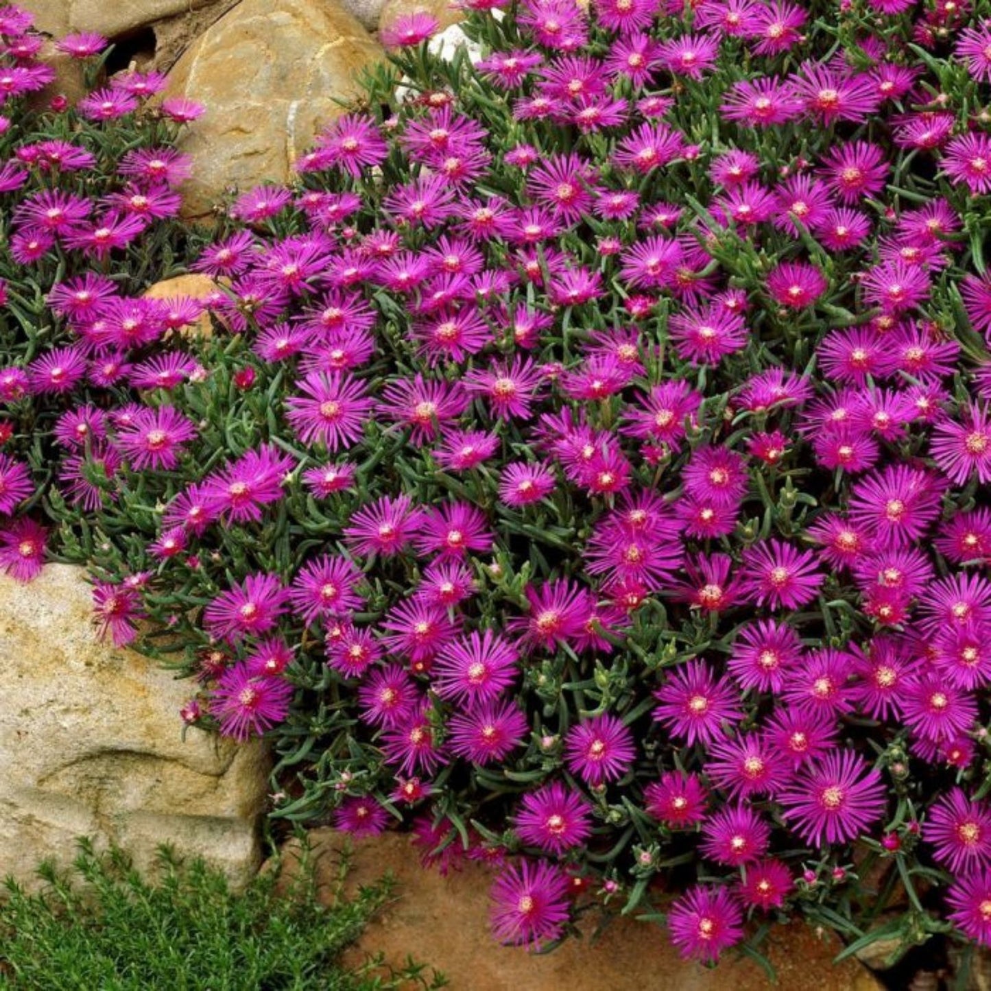 Live Cooper's Ice Plant Cuttings - 7 Coastal Pig Face Succulents, 3-4 Inches Tall, Delosperma cooperi, Drought Tolerant, Easy to Grow