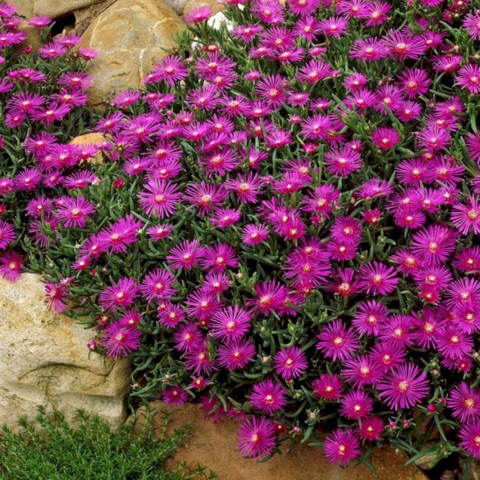 Live Cooper's Ice Plant Cuttings - 7 Coastal Pig Face Succulents, 3-4 Inches Tall, Delosperma cooperi, Drought Tolerant, Easy to Grow