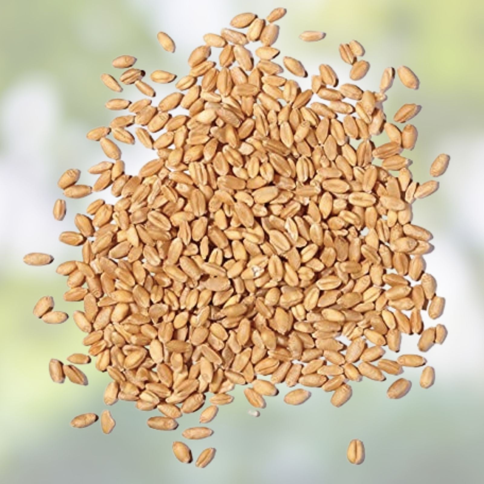5 Lbs Non-GMO Winter Wheat Seeds for Cover Crop & Food Plot - Triticum aestivum - Deer & Turkey Attractant