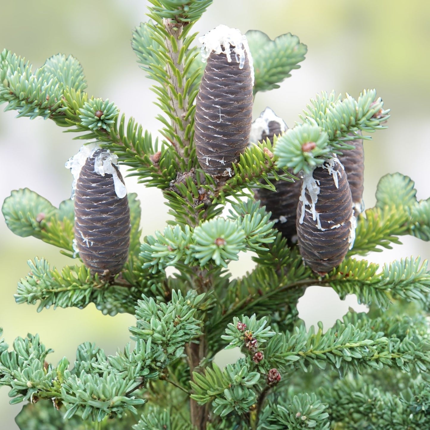Balsam Fir Tree Seedlings 6-12 Inches Tall, Abies balsamea, Evergreen Nursery Trees for Planting