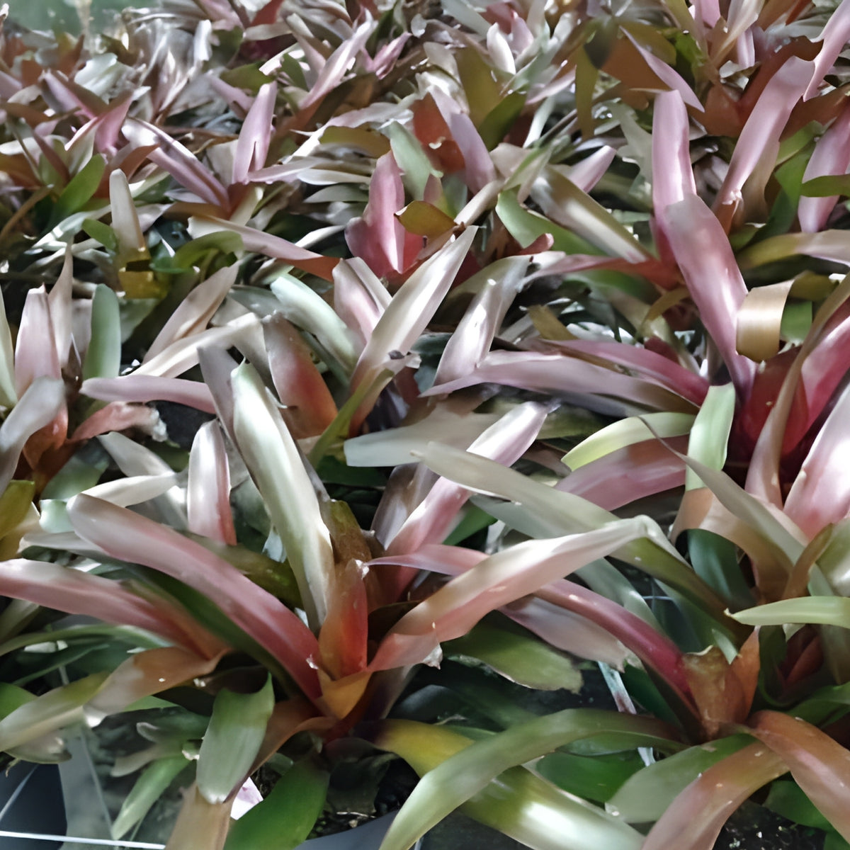 Bromeliad Plant 4" Pot Neoregelia Elwood | Indoor Tropical Houseplant | Air Purifying, Easy Care, Unique Foliage