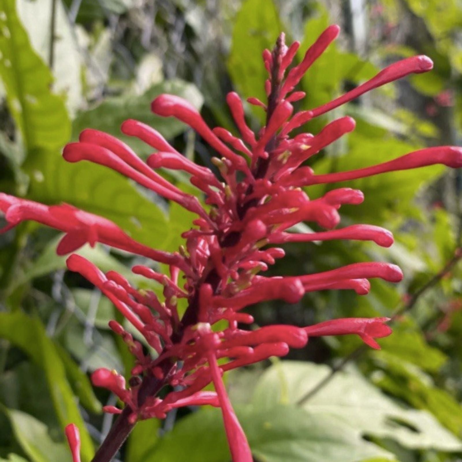 Red Firespike Plant Cuttings – 6 Organic Red Spike Plants for Butterfly and Hummingbird Gardens (Odontonema strictum)