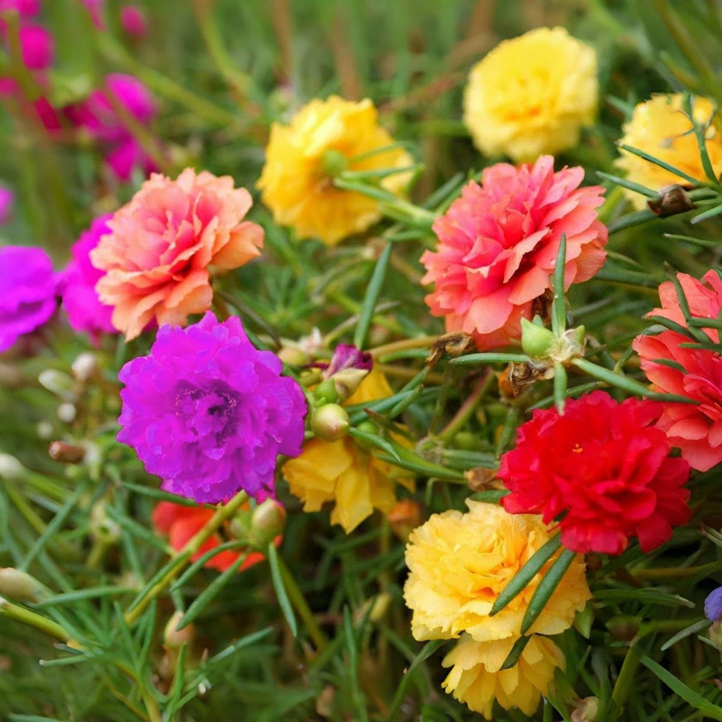 Portulaca Succulent Plants - Mixed Colors - Vibrant Ground Cover - Portulaca grandiflora