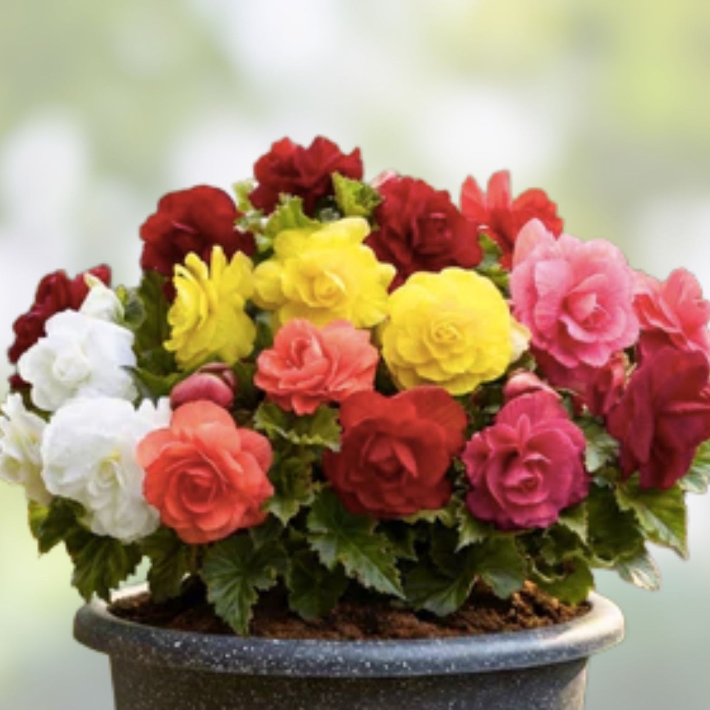 Begonia Flower Bulb Mix 10 Bulbs Colorful Varieties Begonia spp. Garden Planting Bulbs