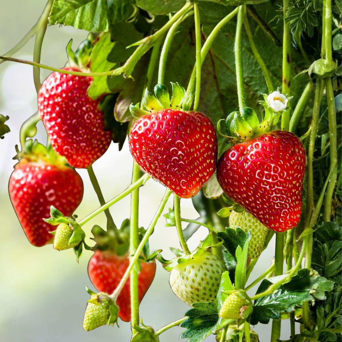 Strawberry Plants 5-Pack Extra Large Sweet Ozark Roots High Yield Berries - Fragaria × ananassa
