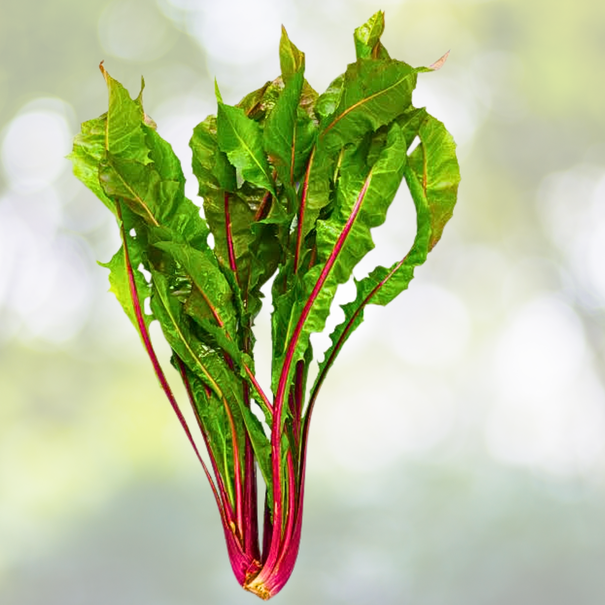 Dandelion Seeds 1000 Count Italian Red Stem Heirloom Non-GMO Chicory (Taraxacum officinale) for Salads and Cooking