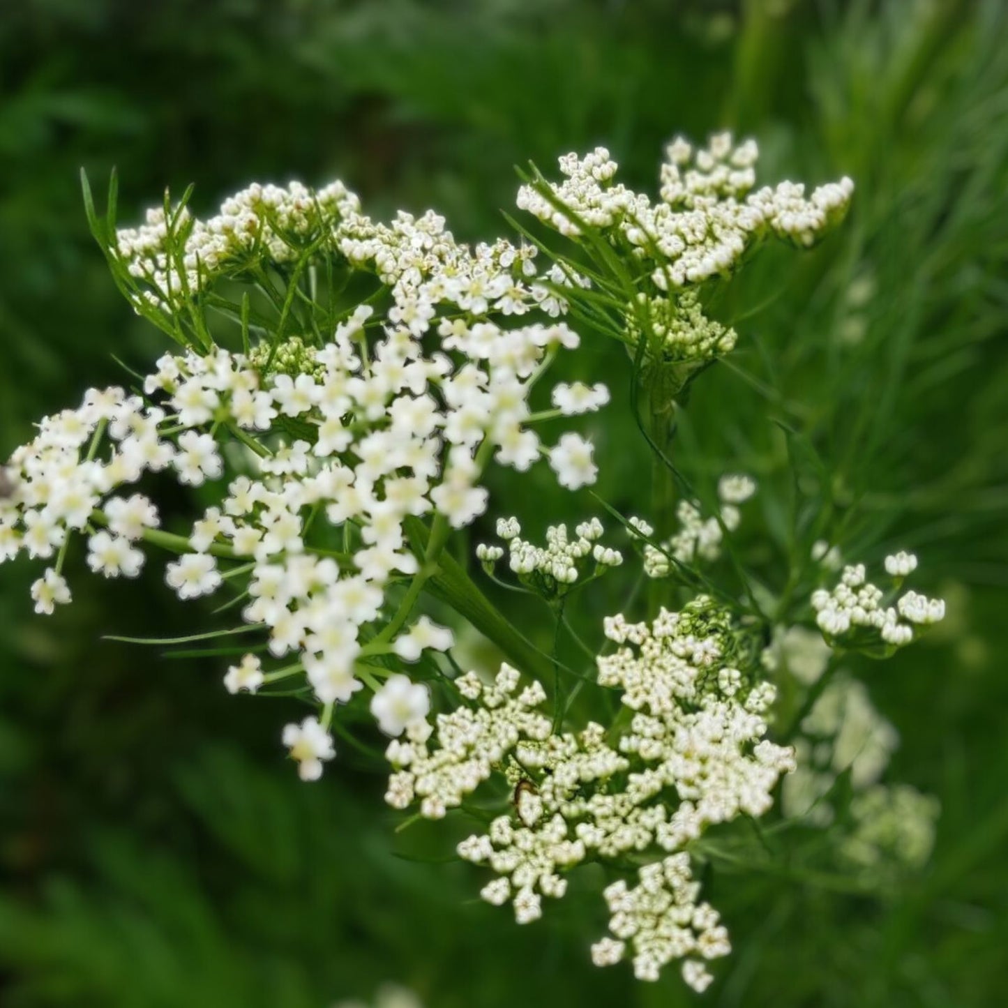 Caraway Herb Seeds - 50+ Seeds for Culinary Use and Roots - Carum carvi - Organic, Non-GMO, Gourmet Cooking, Herb Garden Supplies