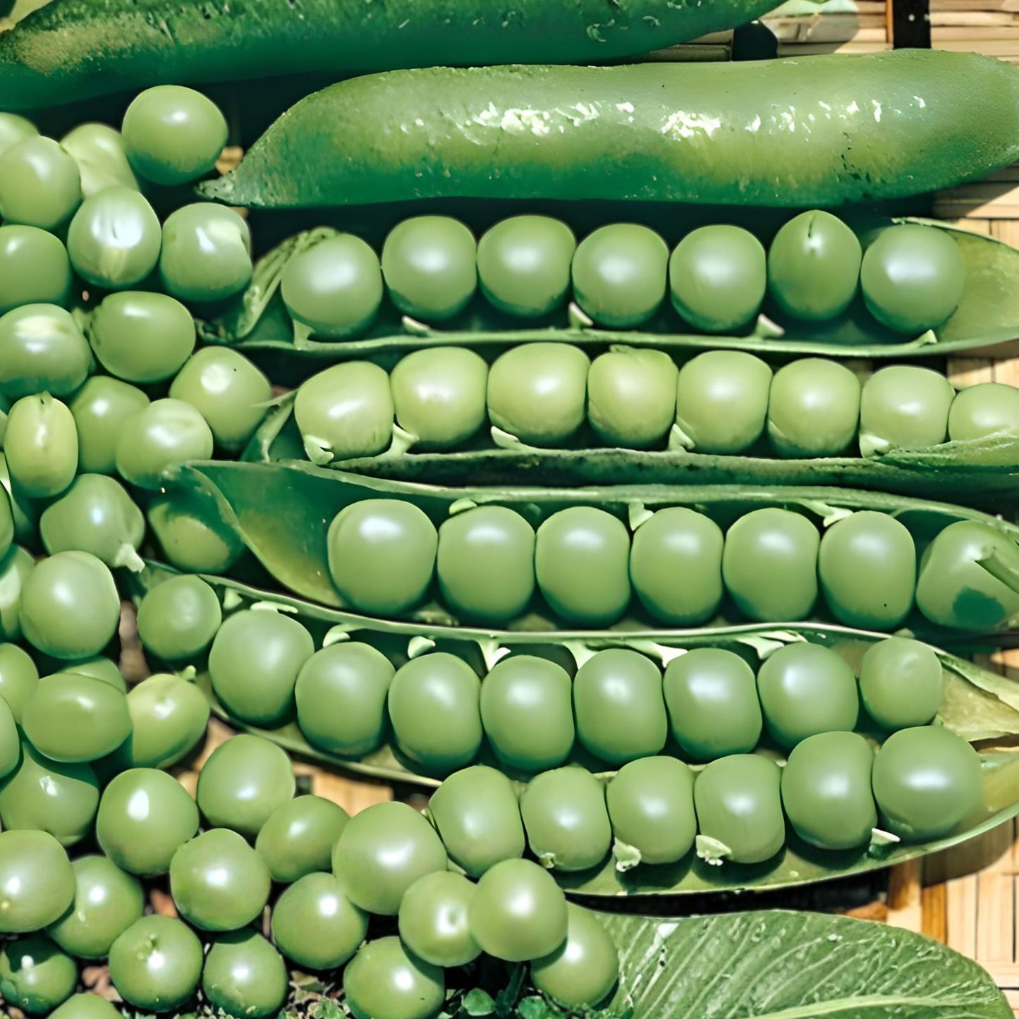 Heirloom Lincoln Pea Seeds – 500+ Non-GMO Garden Planting Seeds – Pisum sativum