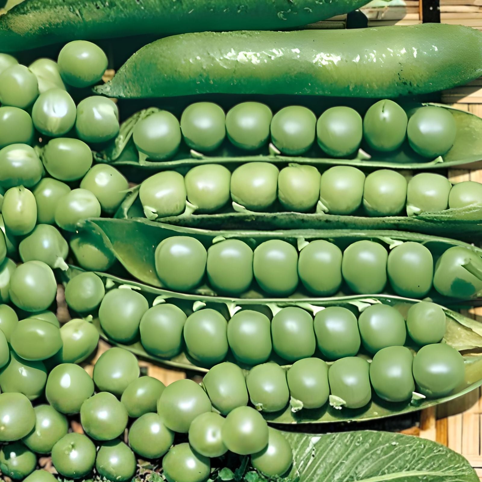 Heirloom Lincoln Pea Seeds – 500+ Non-GMO Garden Planting Seeds – Pisum sativum