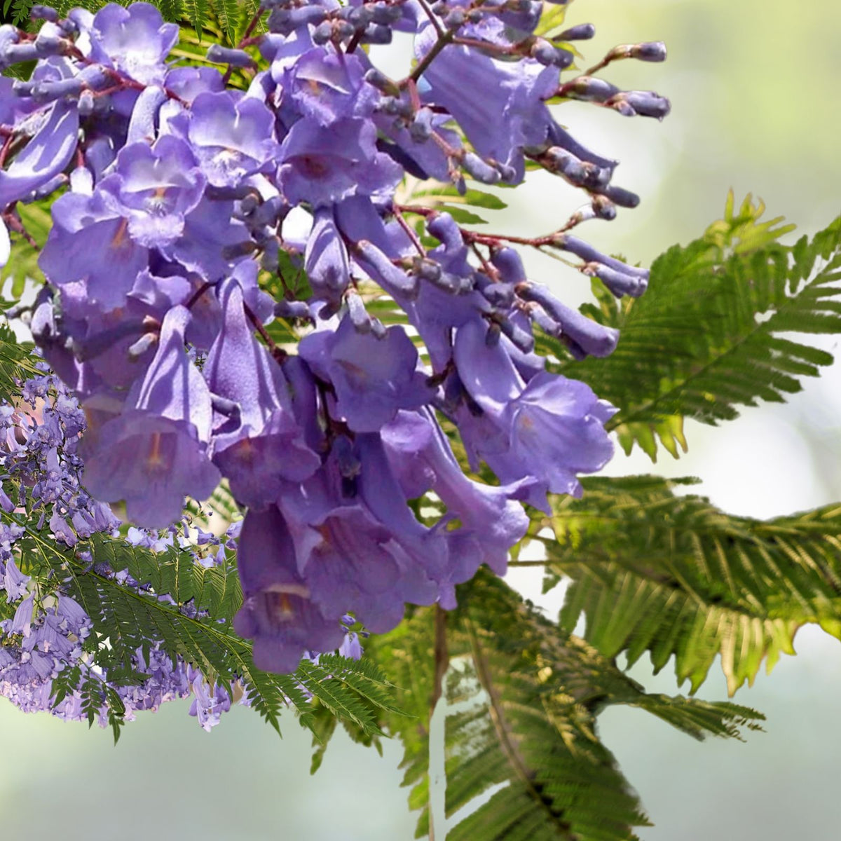 Blue-Jacaranda-Tree-Plant-Live-8-to-10-Inches-Jacaranda-Mimosifolia-Tropical-Flowering-Tree