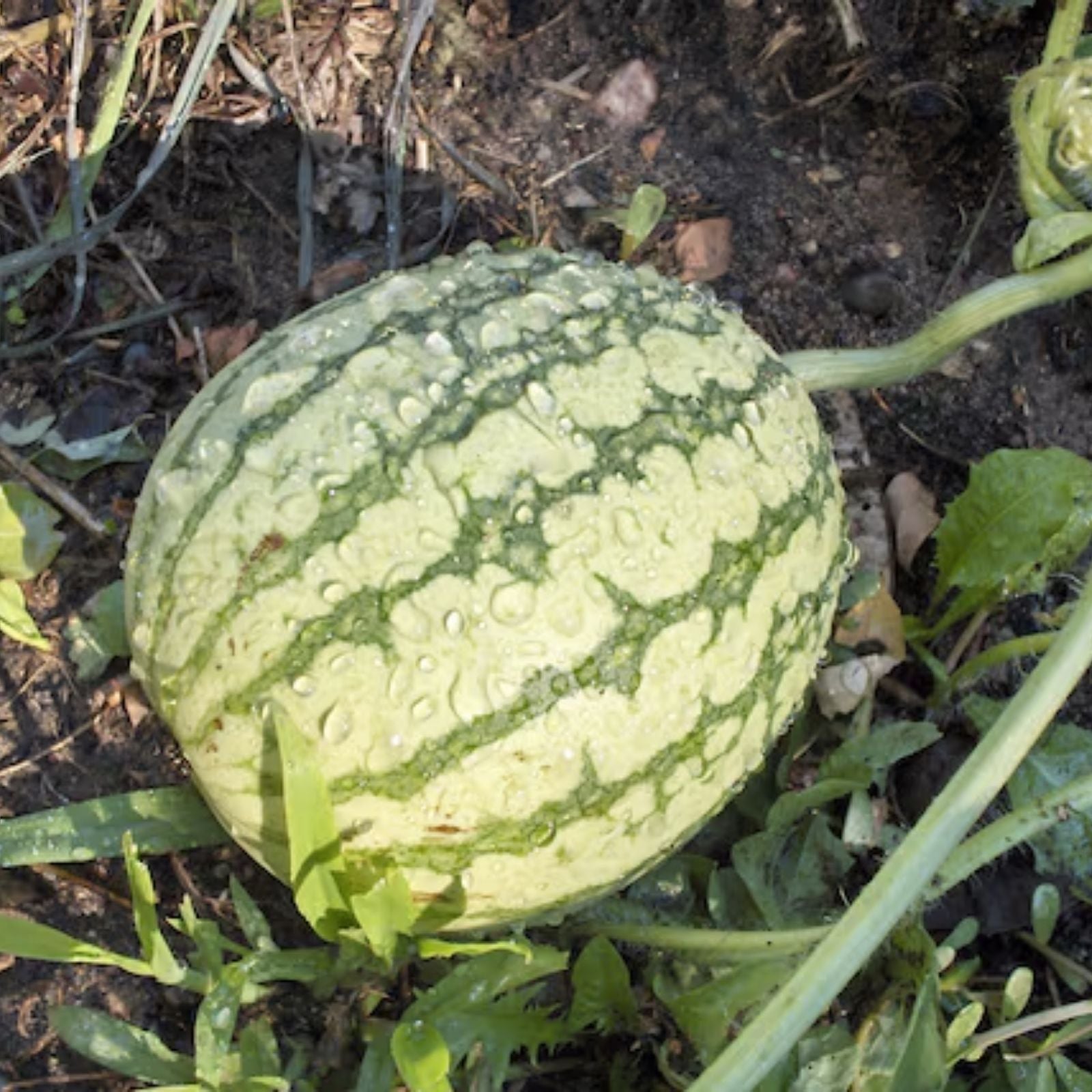 Dixie Queen Watermelon Seeds – 20 Organic Seeds – USA Grown – Heirloom Fruit Seeds for Gardening