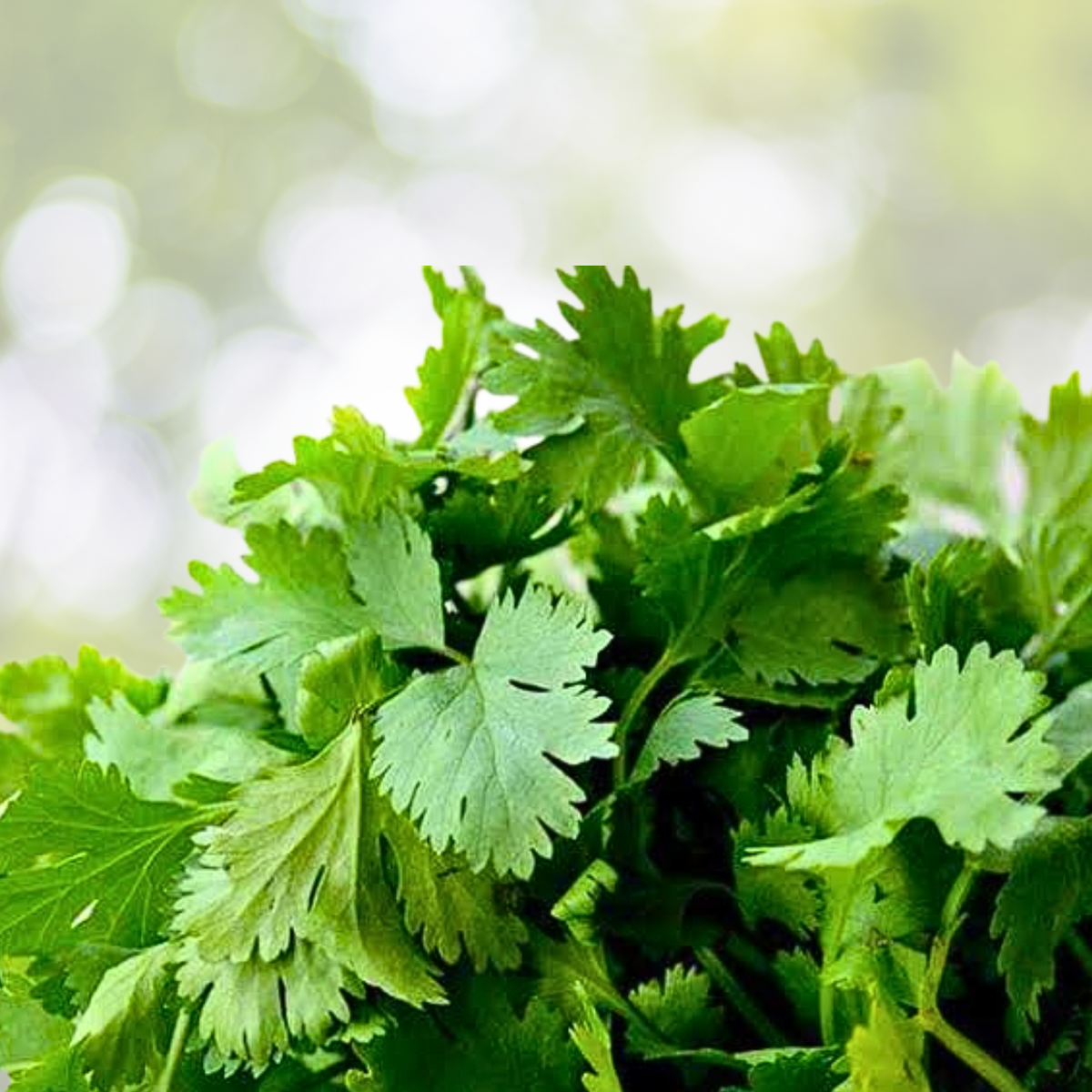 Cilantro Seeds 1000pcs Heirloom Coriander Herb for Outdoor Garden - Coriandrum sativum
