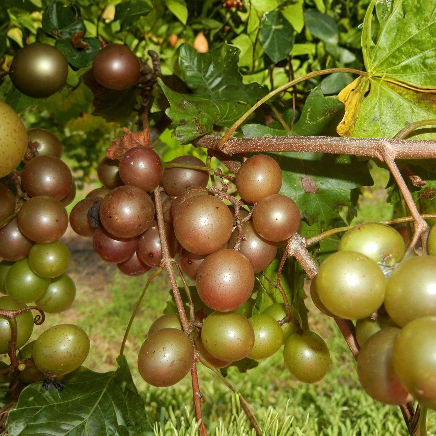 Scuppernong Muscadine Grape Seedlings 2-Pack | Fast Growing Vitis rotundifolia Vine for Garden and Landscaping
