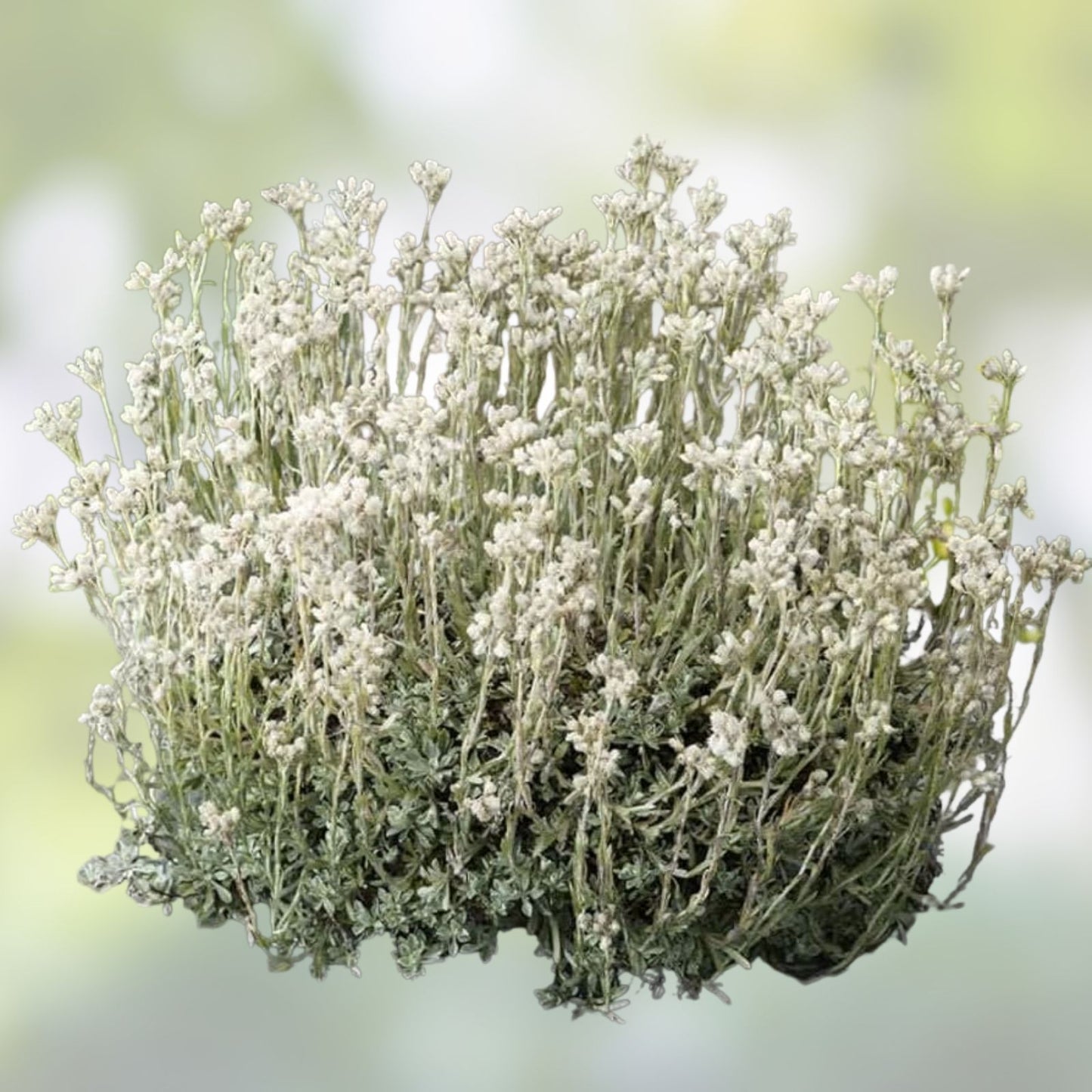 Pussytoes Ground Cover Seeds 100 Pack White Antennaria Dioica Perennial Plant for Landscaping and Gardens