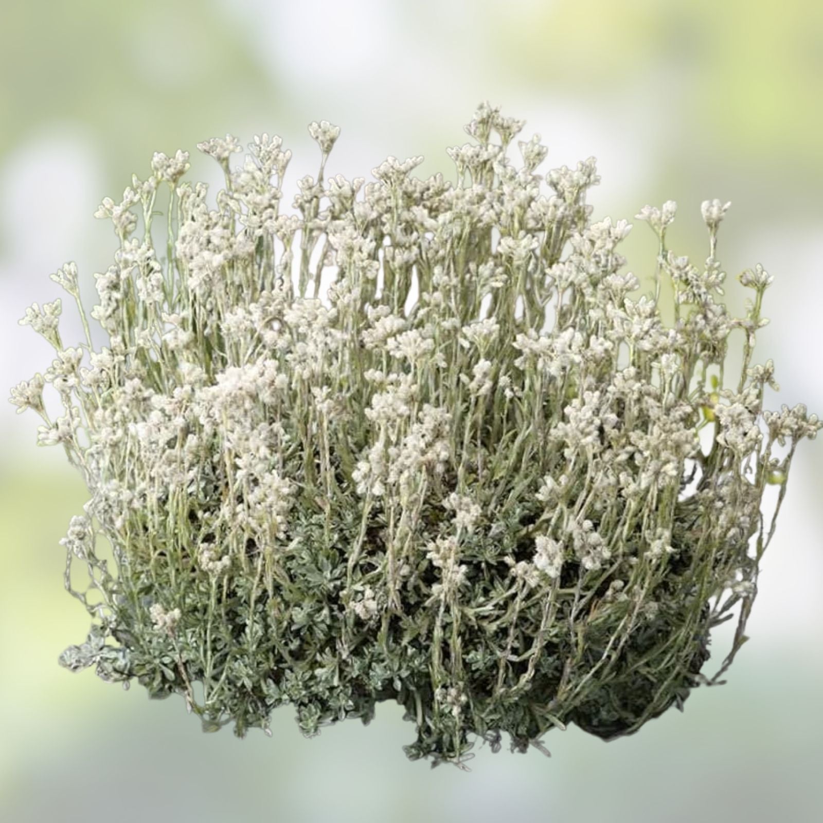 Pussytoes Ground Cover Seeds 100 Pack White Antennaria Dioica Perennial Plant for Landscaping and Gardens