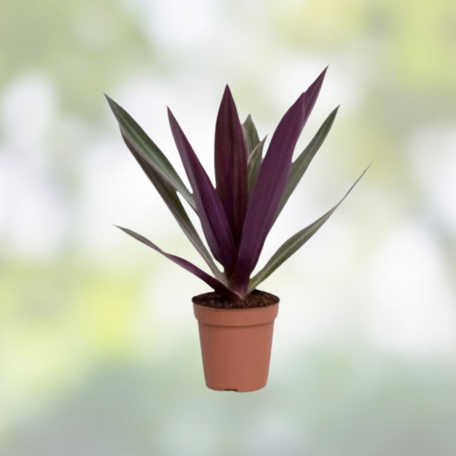 Oyster Plant Moses in the Cradle 3 Rooted Plants Florida Tradescantia spathacea + Free Plant