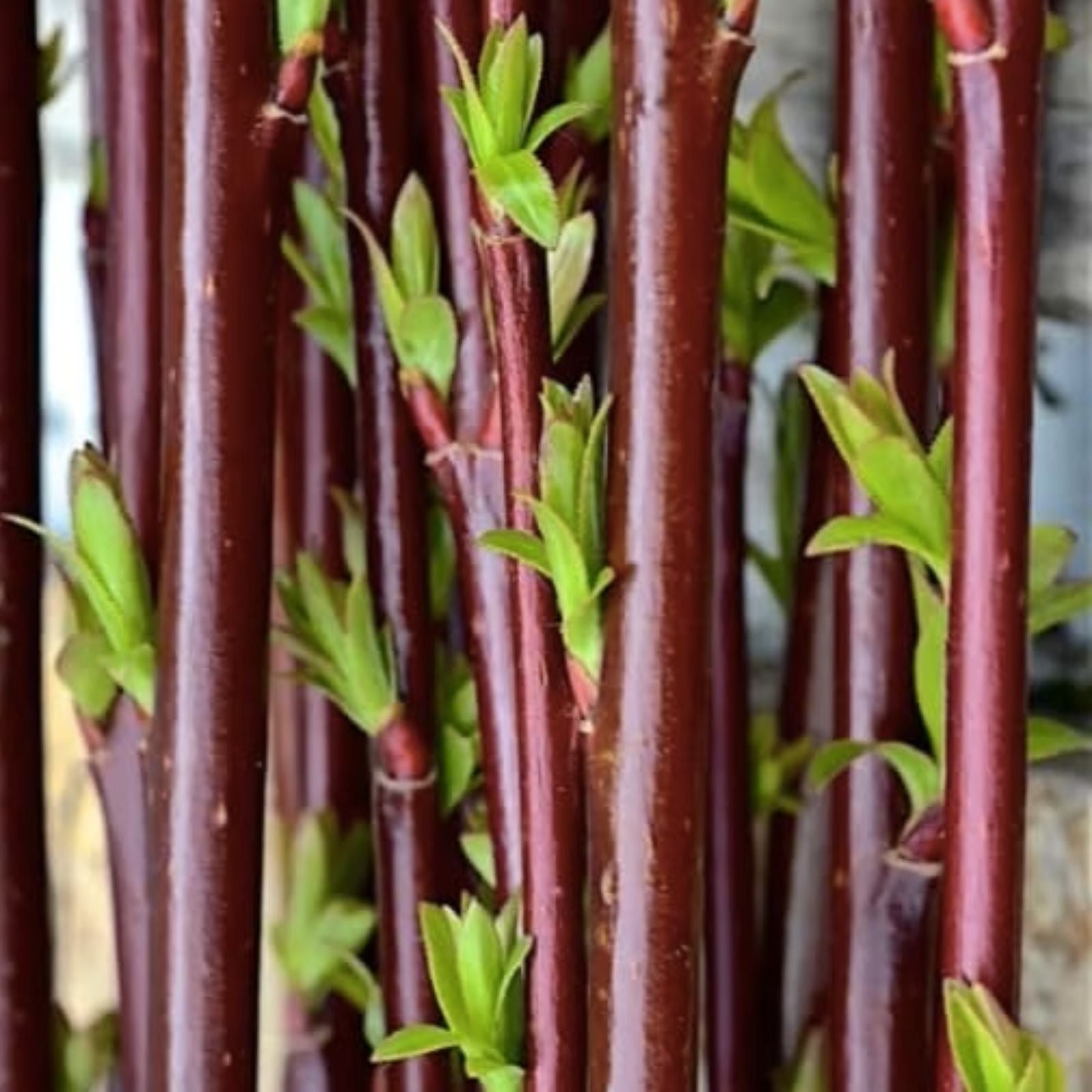 Blackskin Willow Bush Cuttings - 2 Rare Black Branches - Salix myrsinifolia - Live Planting Material for Landscaping