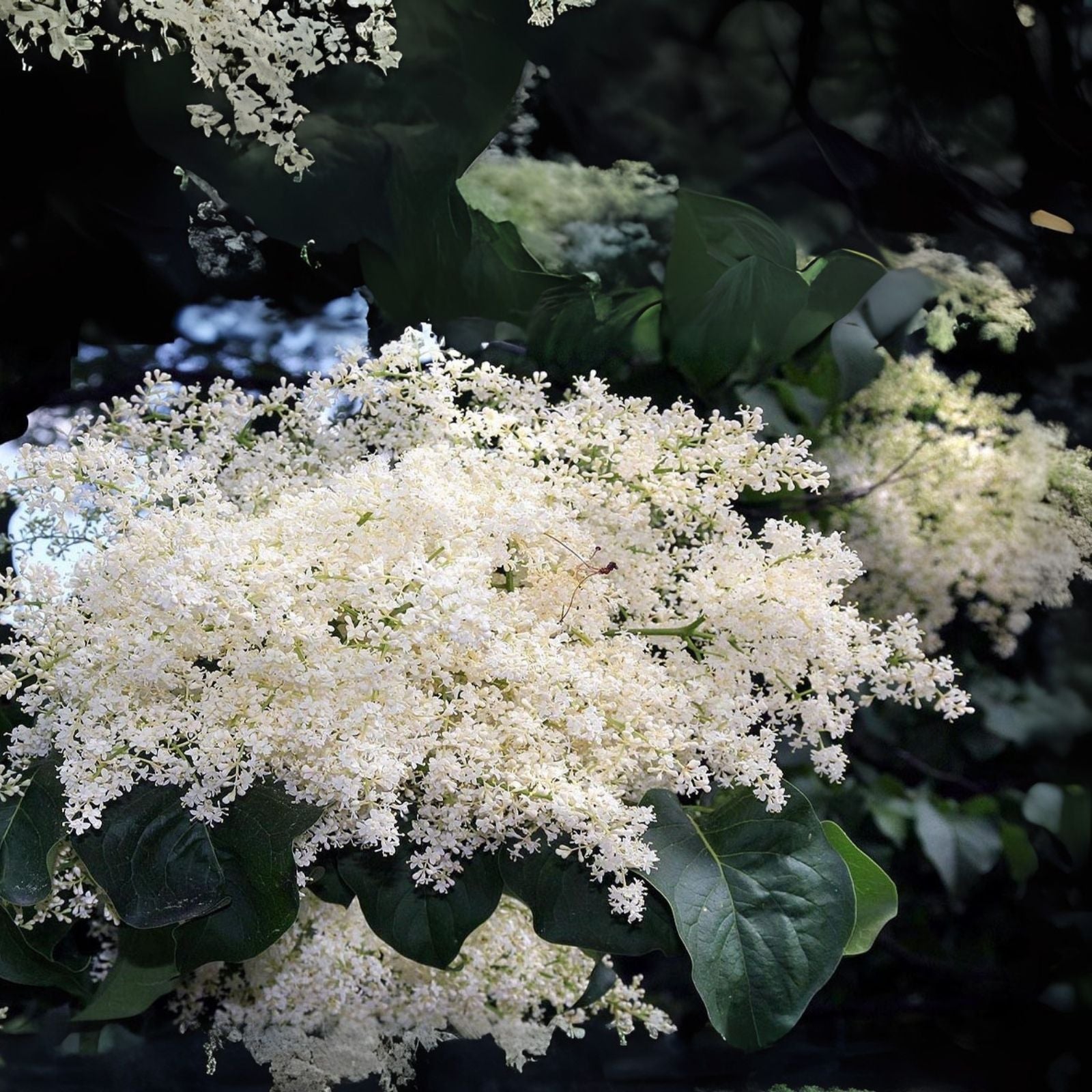 White Japanese Lilac Seeds - 25 Extremely Fragrant Seeds - Syringa reticulata