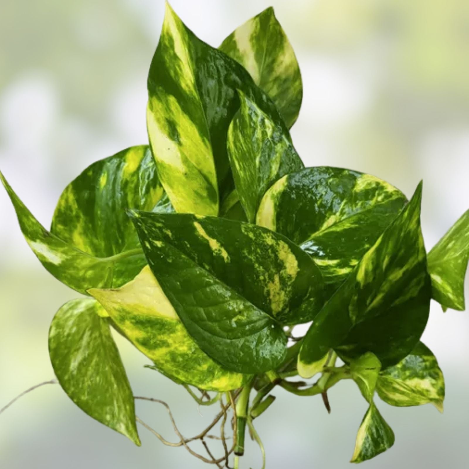 Pothos Indoor Live Plant Cuttings 3 Pack 7-10in Well Rooted in Water Epipremnum aureum