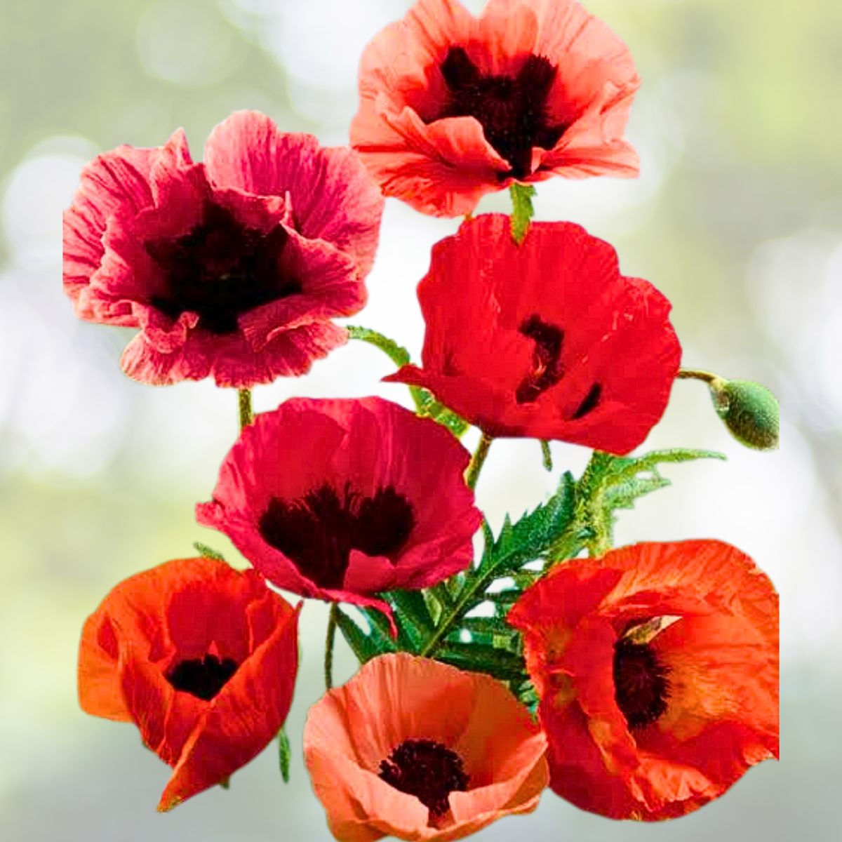 Organic Breadseed Poppy Seeds - FOOD NOT LAWNS REMIX - Large Pods - 500 Seeds - Papaver somniferum
