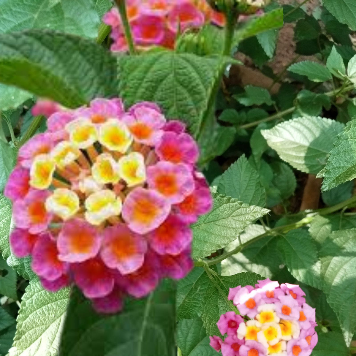 Lantana-Pink-Live-Plant-Hardy-Groundcover-3-to-5-Inch-Tall-Lantana-camara