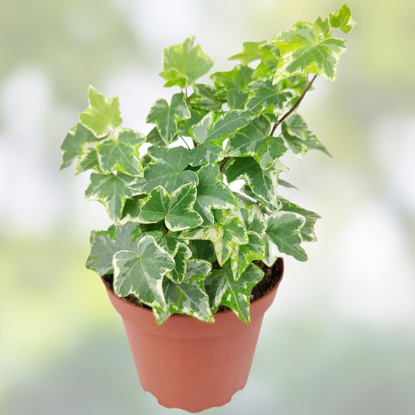 English Ivy Rooted Cuttings 4" | Hedera helix Live Houseplant for Indoor Gardening