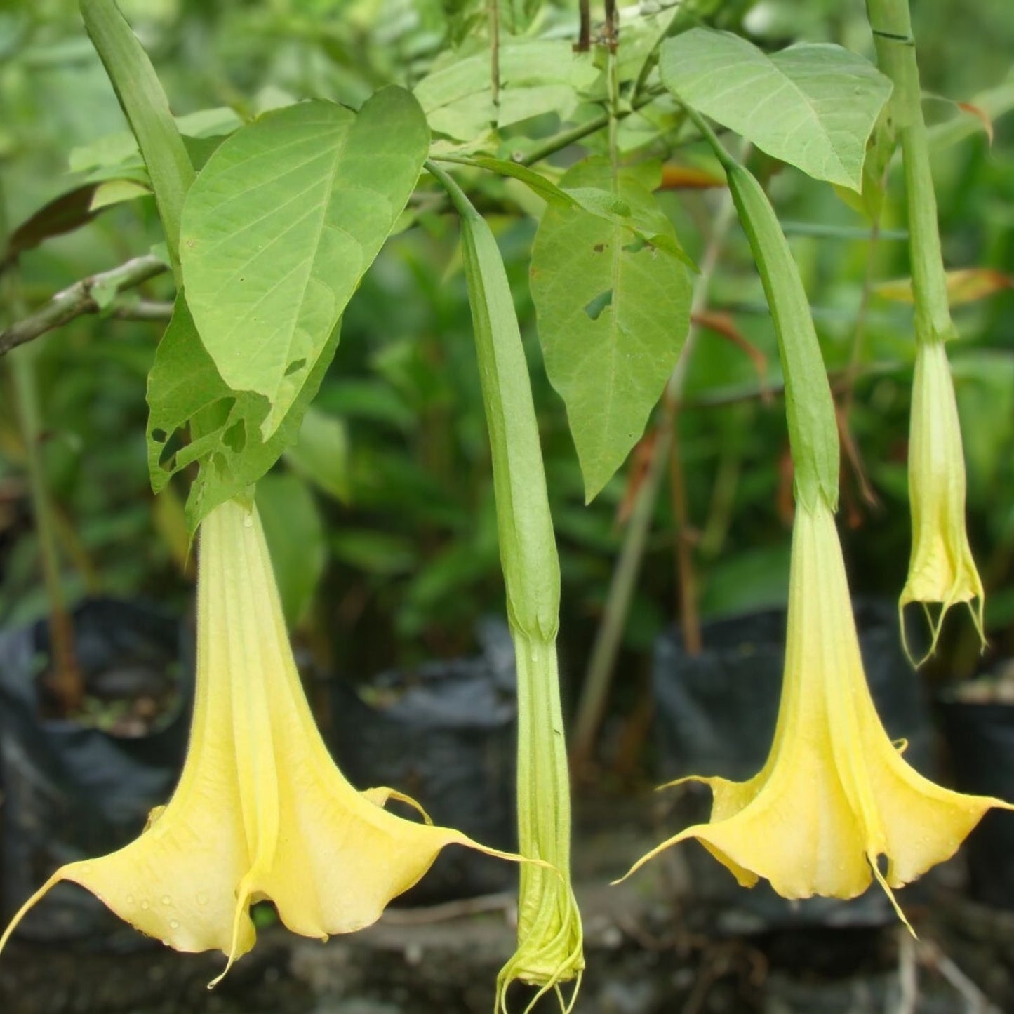 Brugmansia Suaveolens Seeds - 8 Yellow Angel's Trumpet Seeds - Tropical Perennial Flowering Plant - Ornamental Garden Seeds