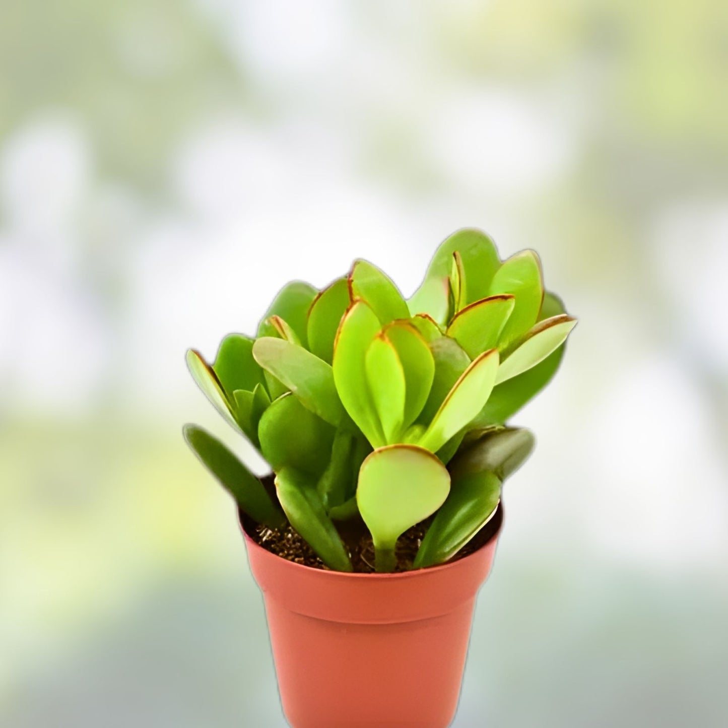 Succulent Cuttings 10-Pack Crassula Mix Variegated Jade Unrooted Succulent Plants Crassula spp.