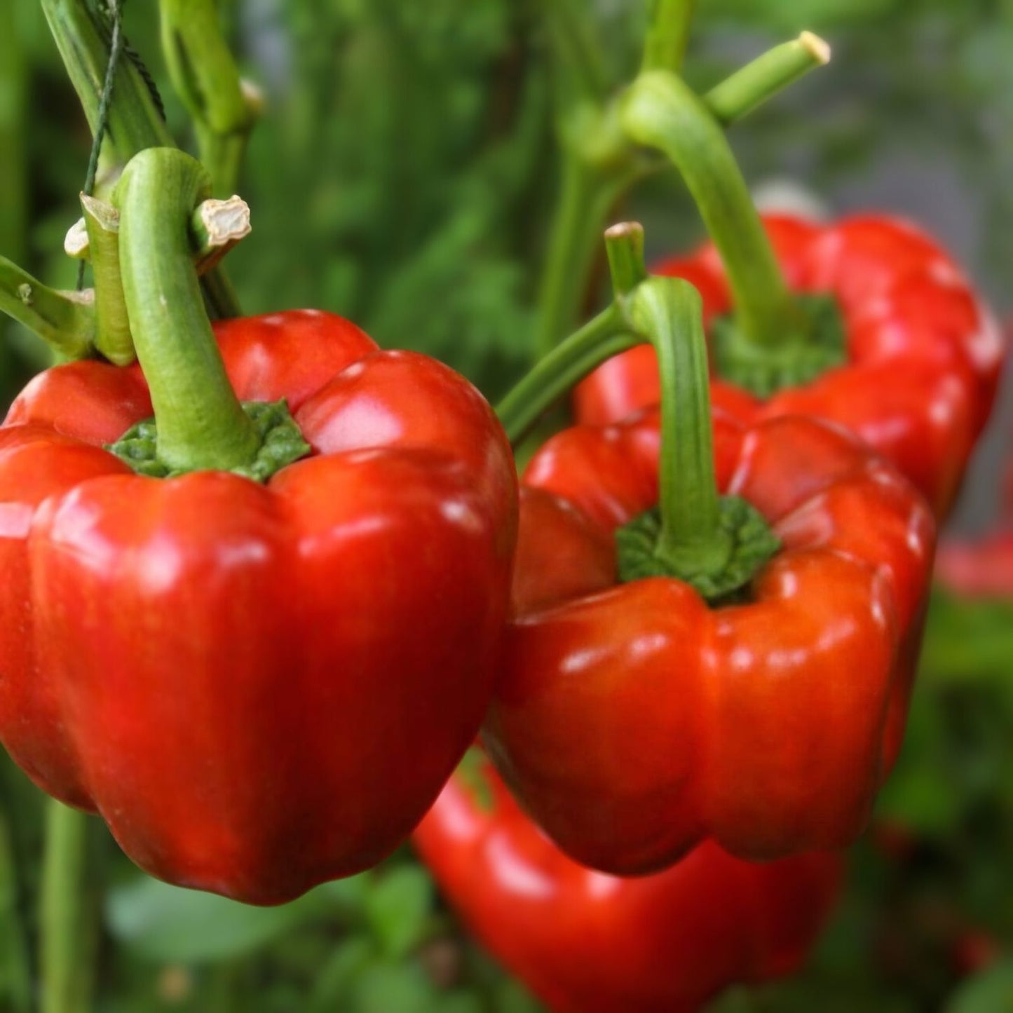 California Wonder Bell Pepper Seeds - Heirloom, Large Fruit, Capsicum annuum, 100+ Seeds