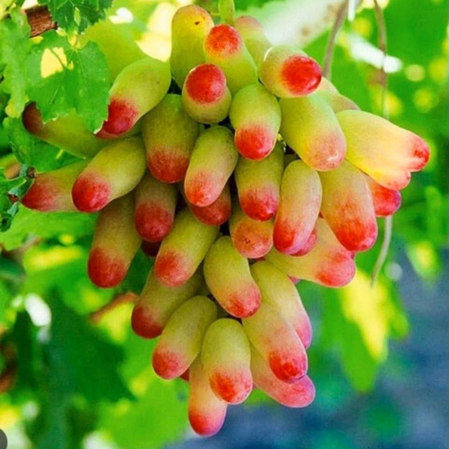 Manicure Fingers Grapes Cuttings - 3 Fresh Rooting Vitis vinifera Cuttings - Grape Vine Propagation Material