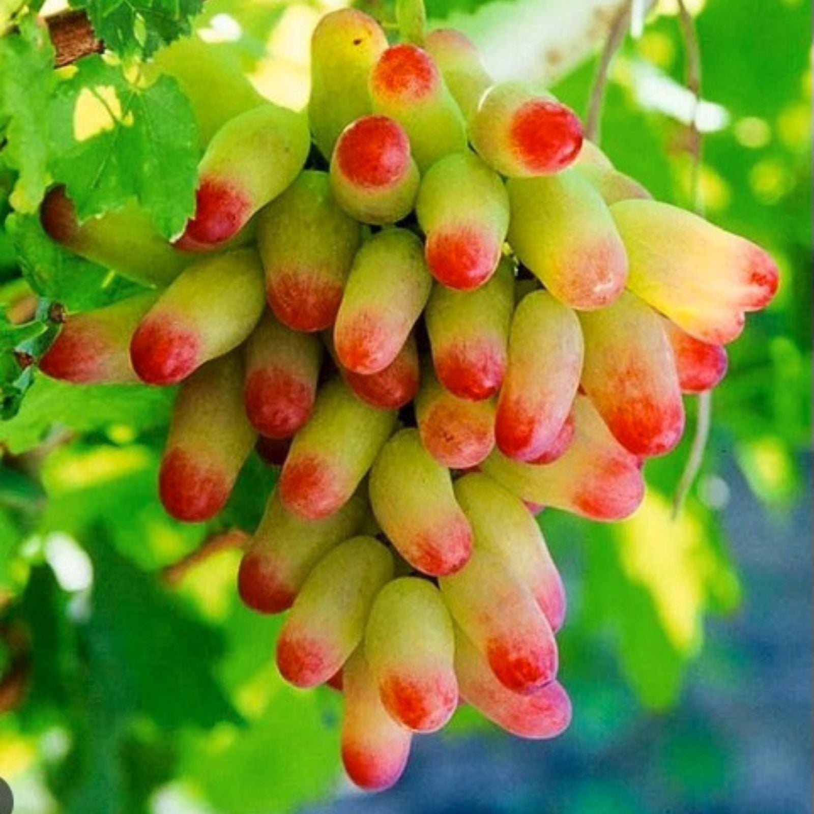 Manicure Fingers Grapes Cuttings - 3 Fresh Rooting Vitis vinifera Cuttings - Grape Vine Propagation Material