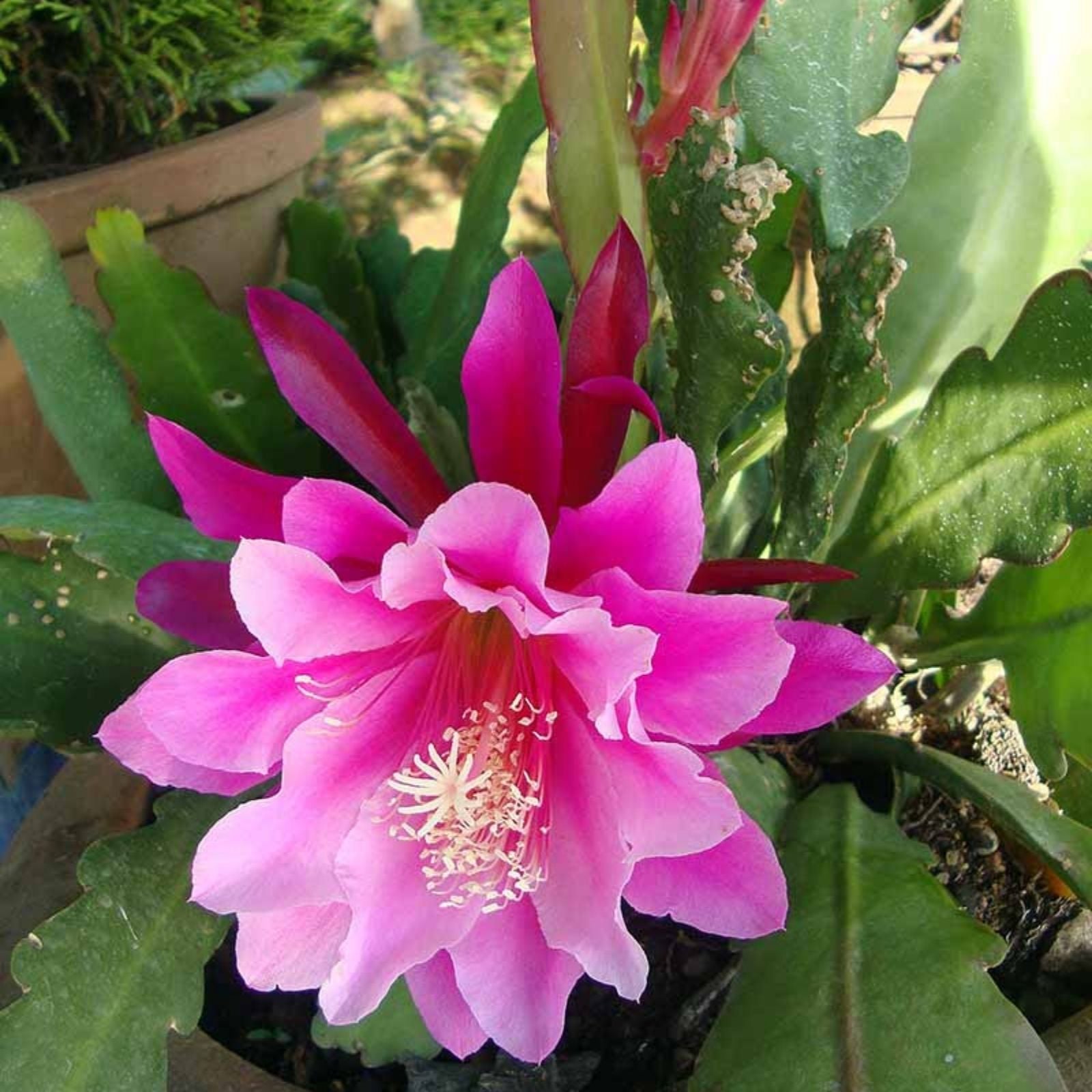 Epiphyllum Cutting Coral Splash Variety Succulent Cactus Plant Epiphyllum spp.