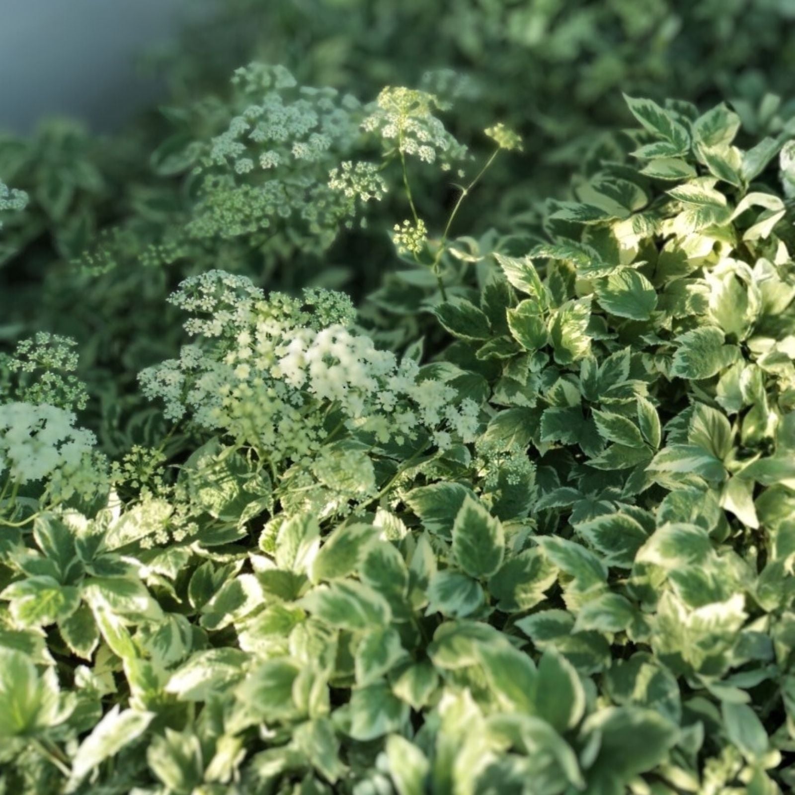 Variegated Ground Elder Live Plants Set of 2 | Aegopodium Podagraria 'Variegatum' Deer Resistant Medicinal Uses