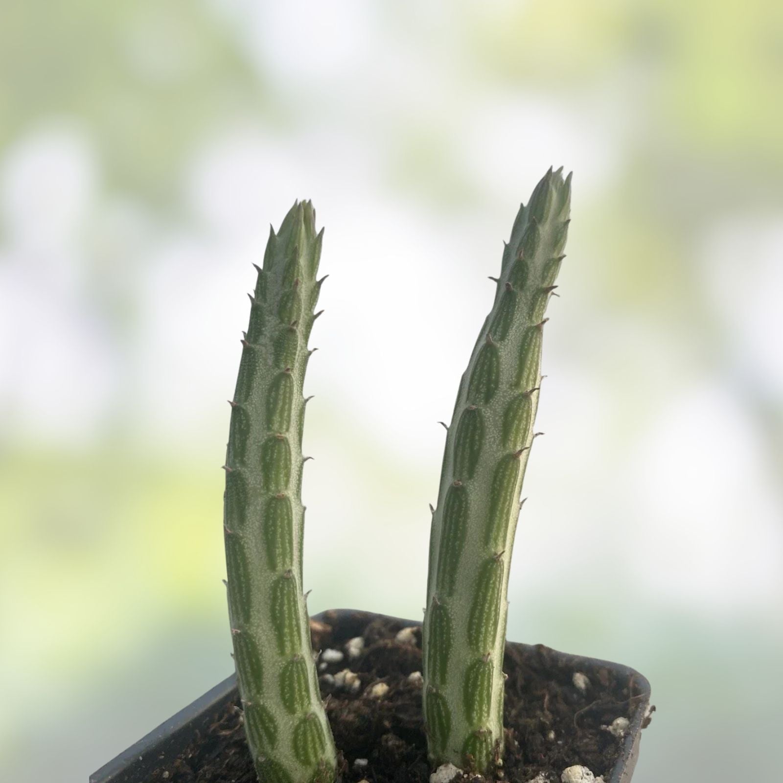 Succulent Cuttings - 2 Rooted Pickle Plant Cuttings - Kleiniia senecio stepiliformis - Unique Indoor Decor