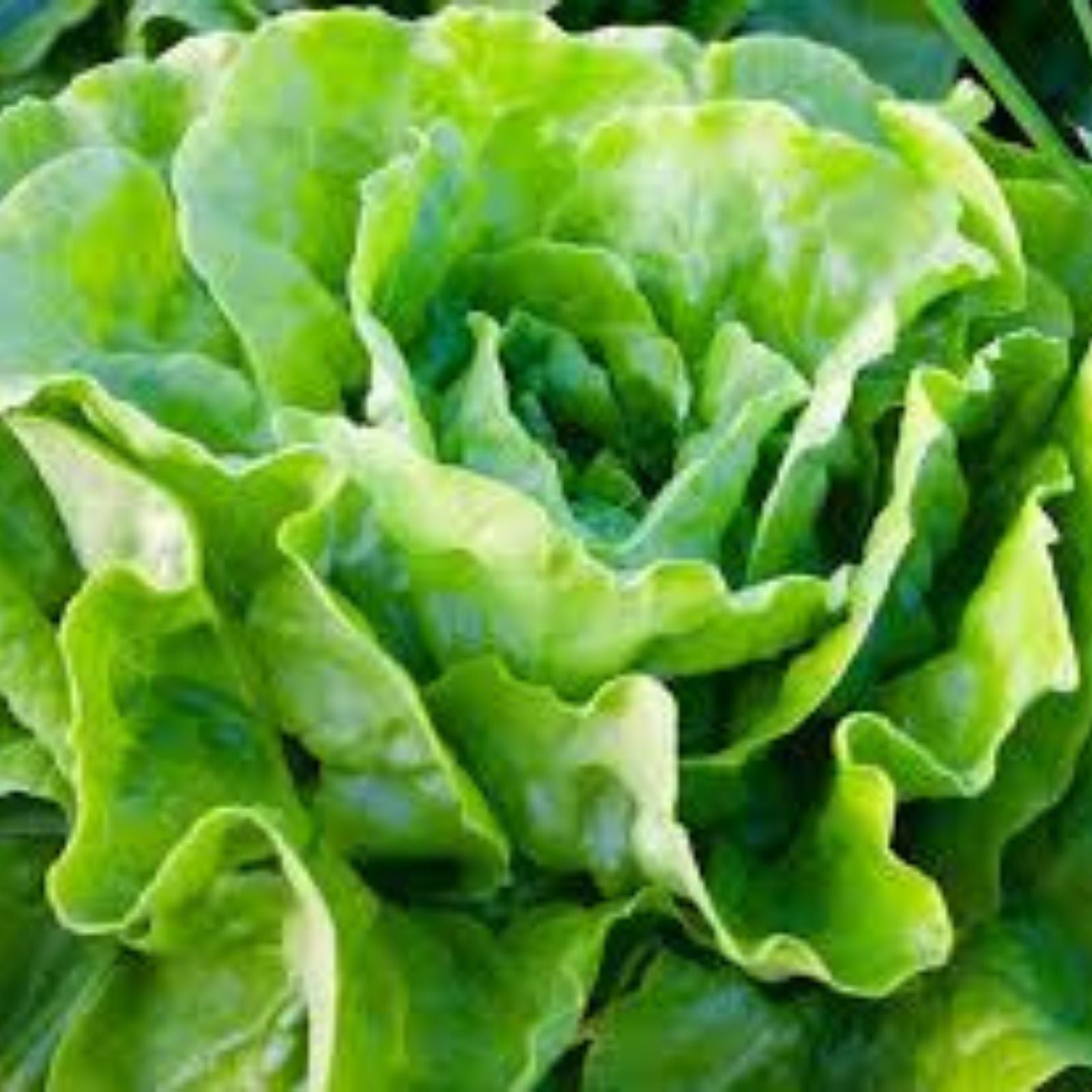 Butterhead Lettuce Seeds – Heirloom Buttercrunch – Non-GMO Organic – 25+ Seeds for Home Gardening – Lactuca sativa