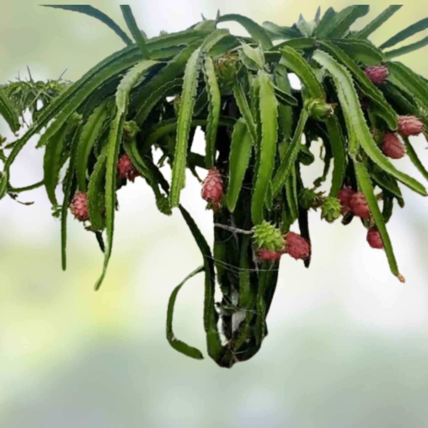 American Beauty Dragon Fruit Cuttings 8 Inch, Self Pollinating, Hylocereus undatus, Edible Fruit Plant, Tropical Fruit Cutting
